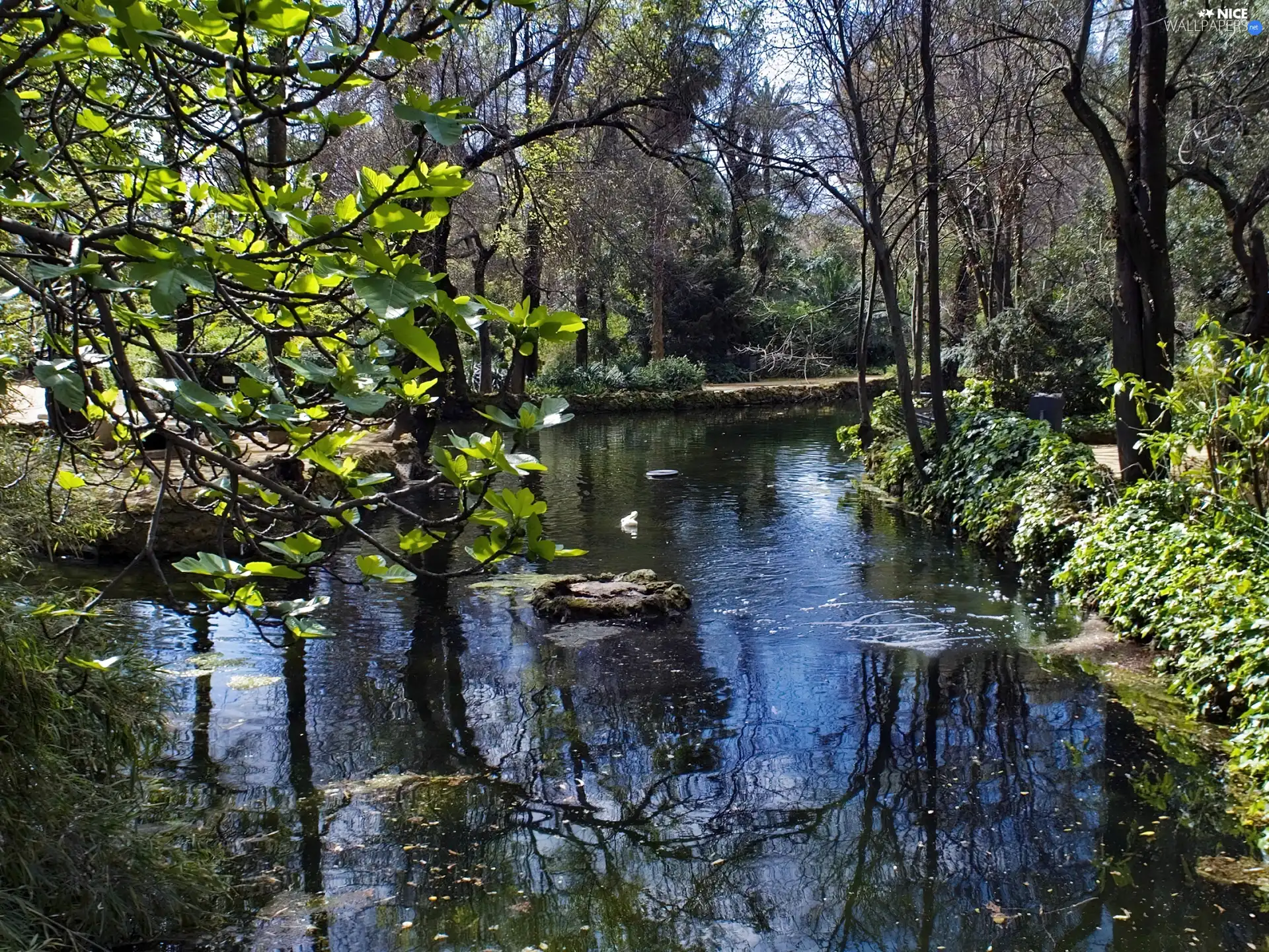 green, Park, brook