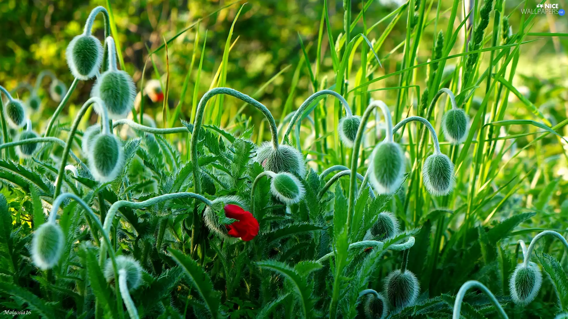 green, papavers, Buds