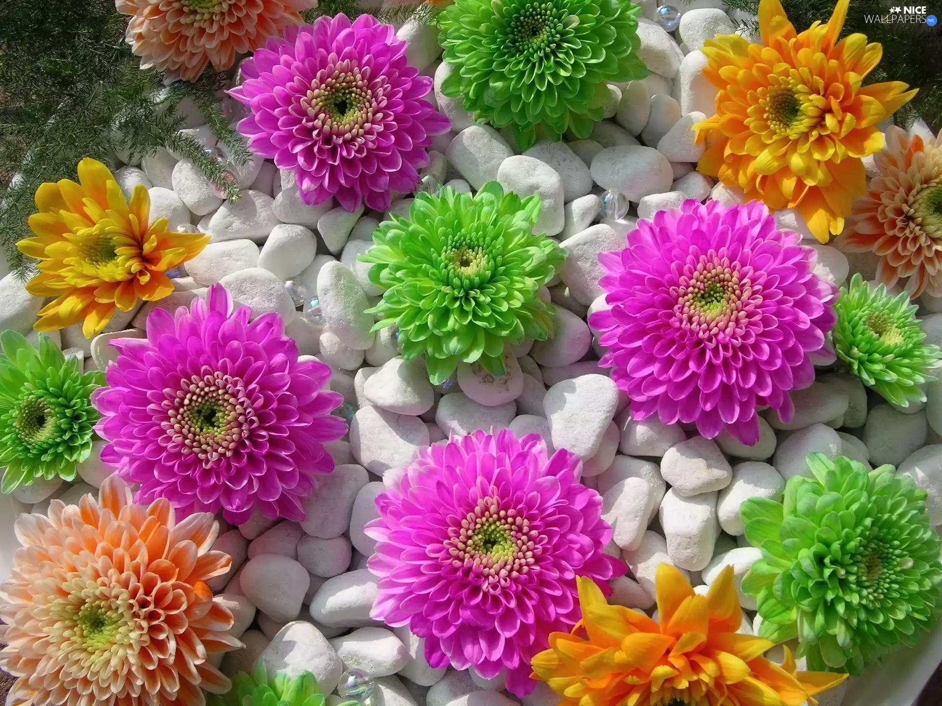 Orange, Flowers, Pink, green ones, color