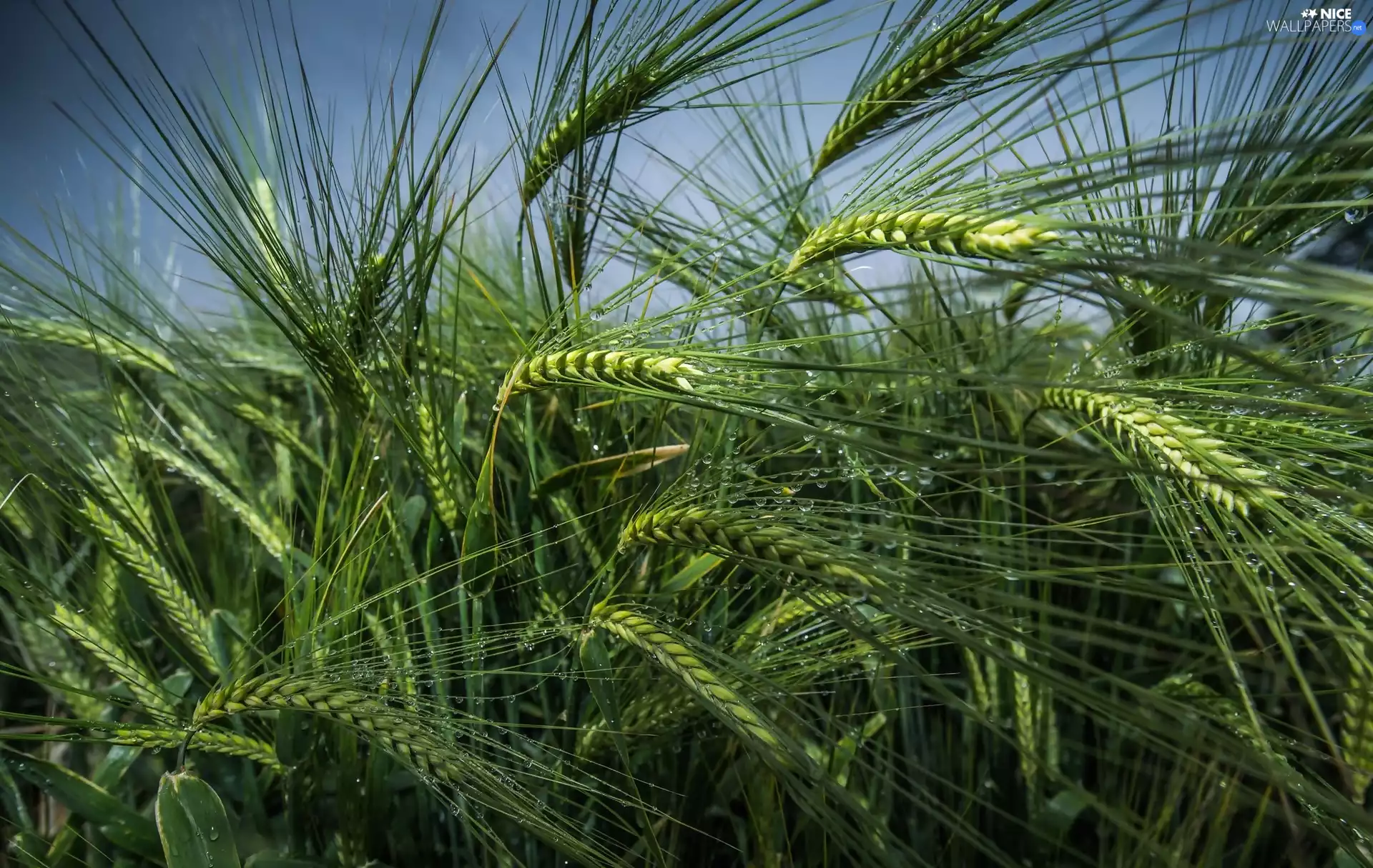 drops, rain, Ears, green ones, corn