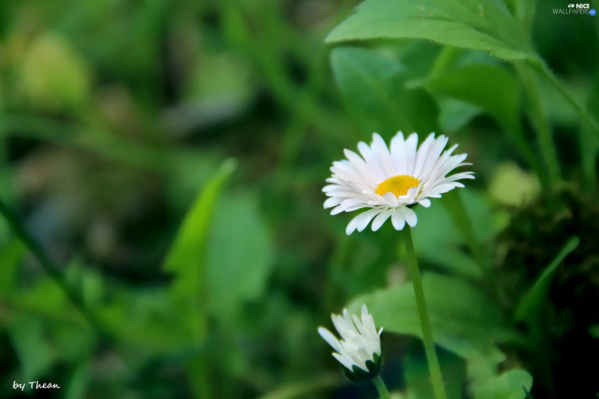 green, Flowers, daisies