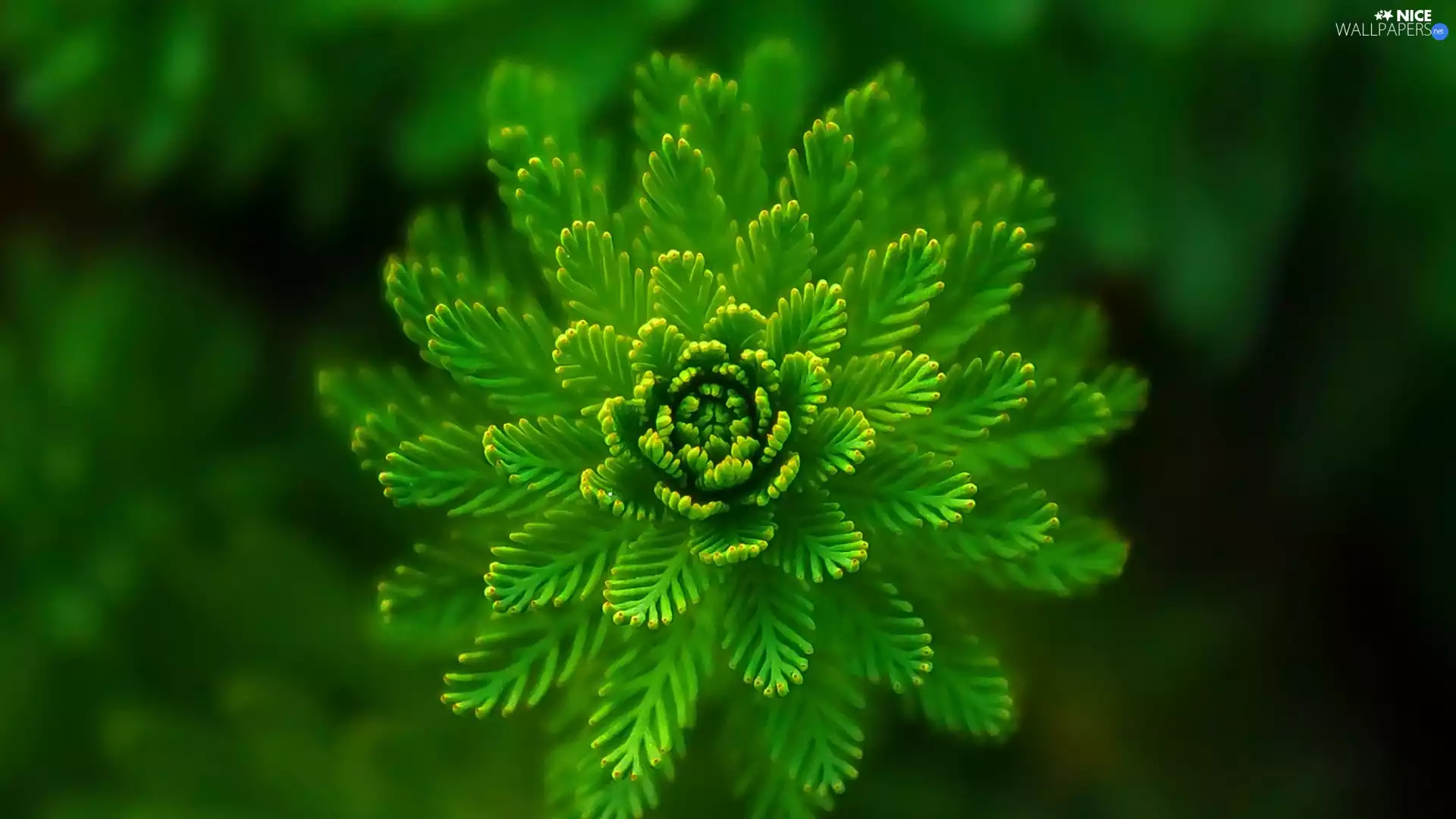Green Flower