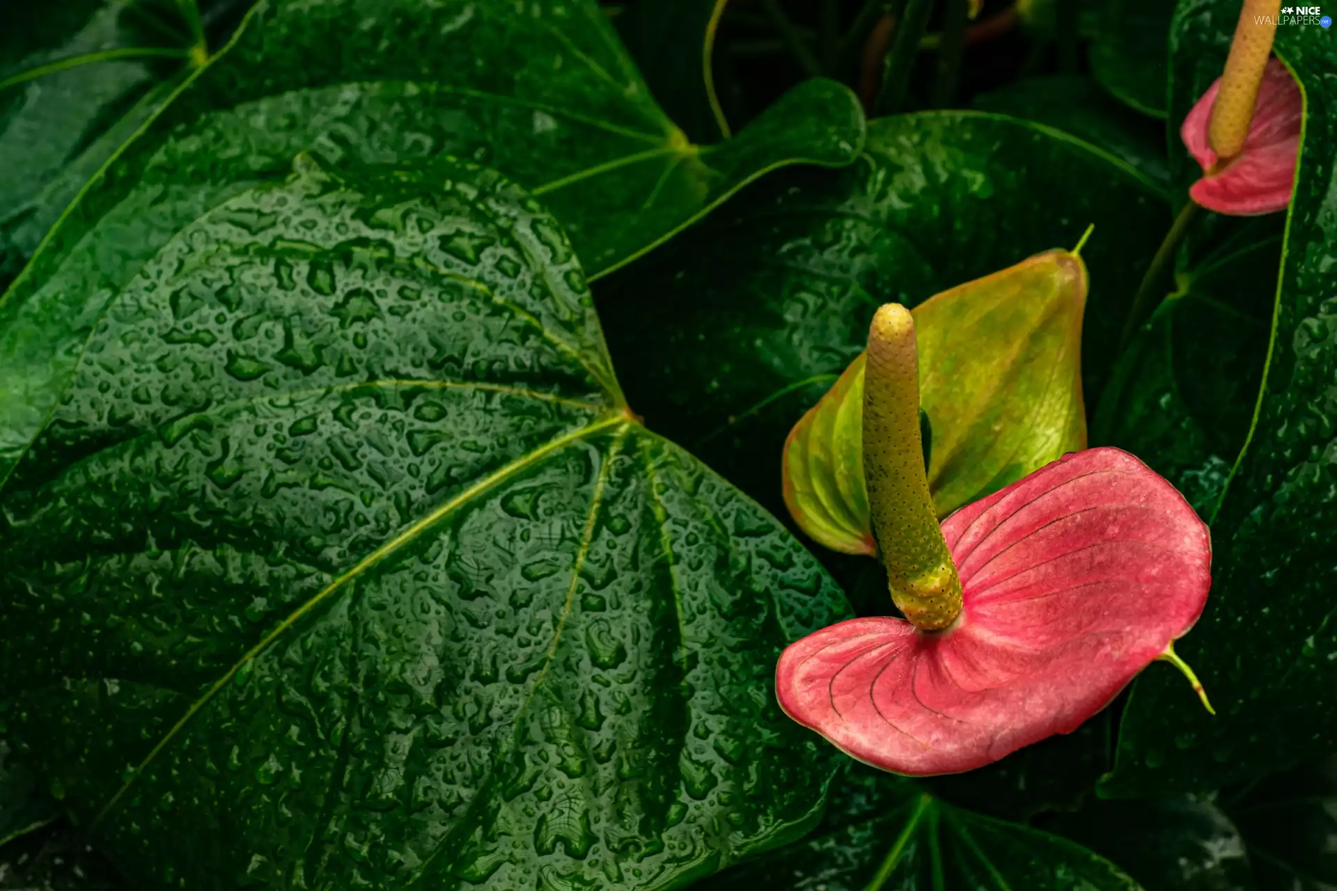 Leaf, drops, Anturium, green ones, Flowers