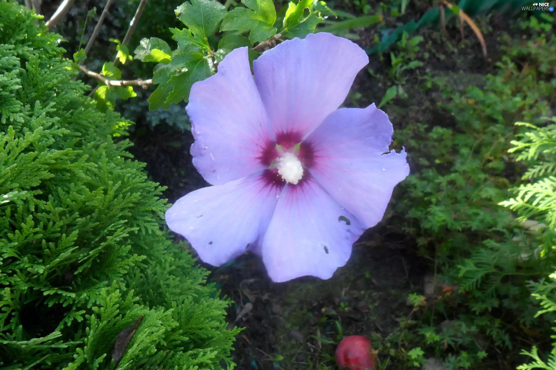 Violet, The surrounding, green, Colourfull Flowers