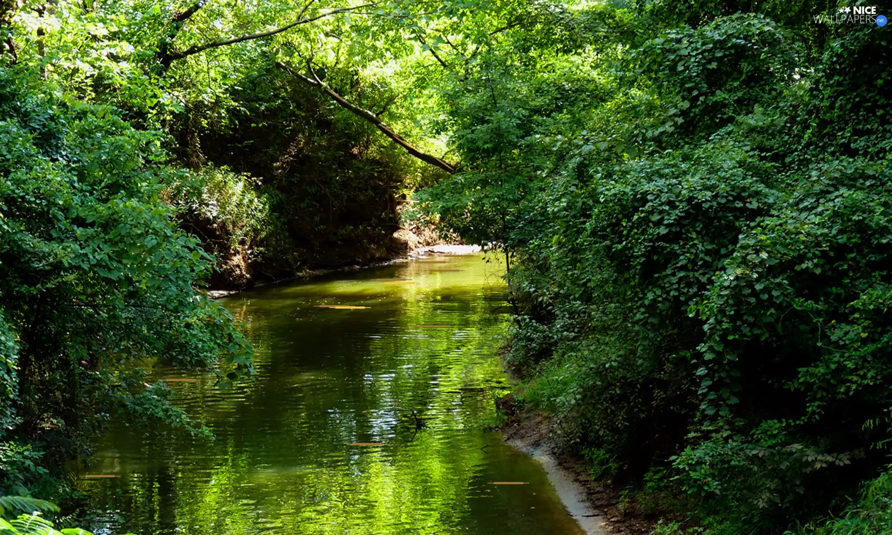 green, River, forest