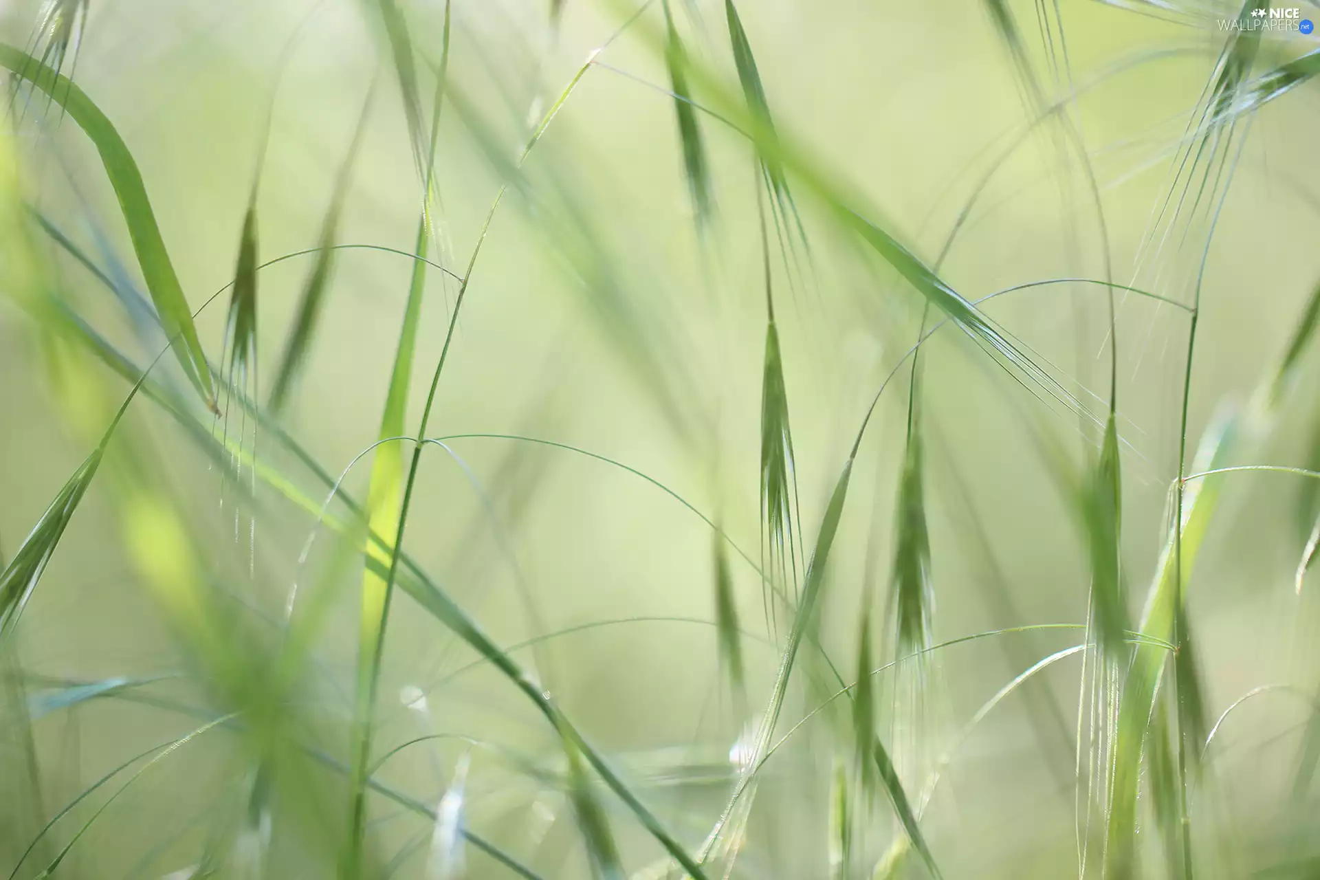 Green, blades, grass