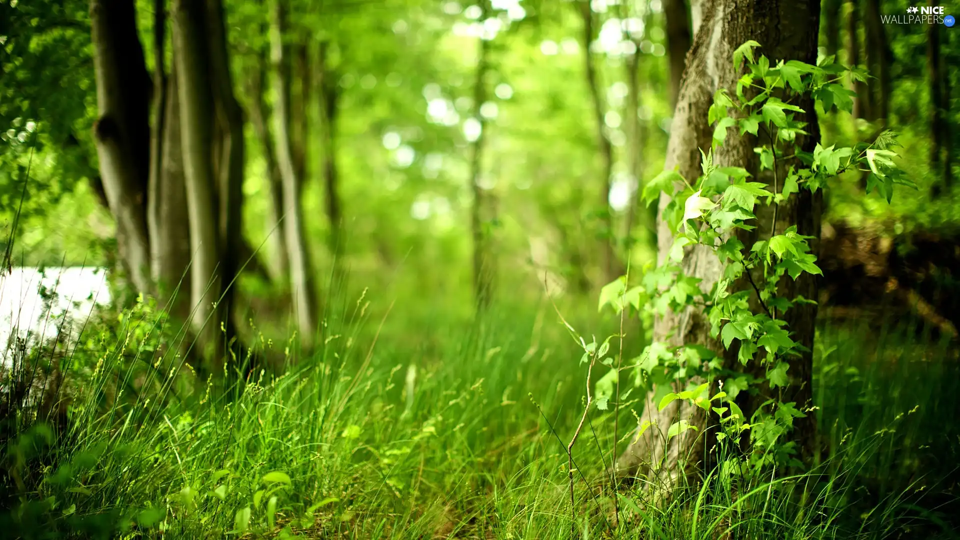 green, forest, grass