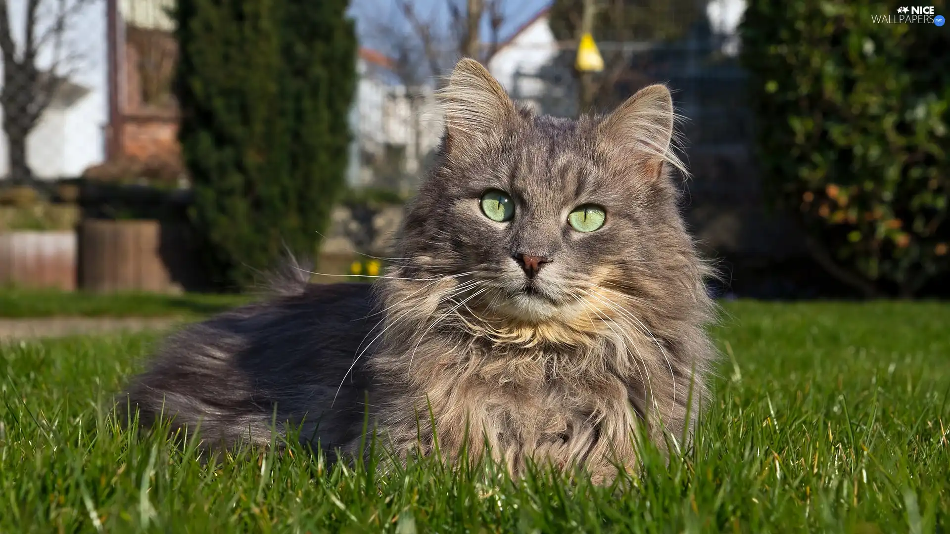 Eyes, grass, cat, green ones, Gray