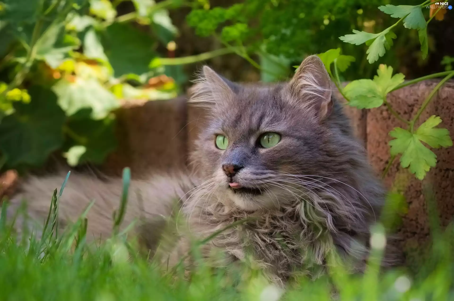 Eyes, ledge, cat, green ones, Gray