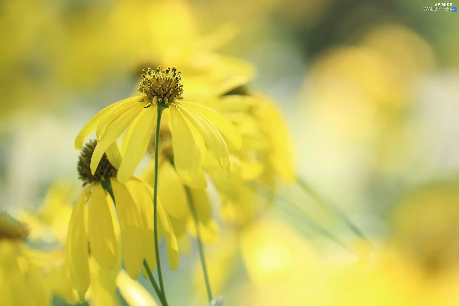 Flowers, Green-headed Coneflower, Yellow