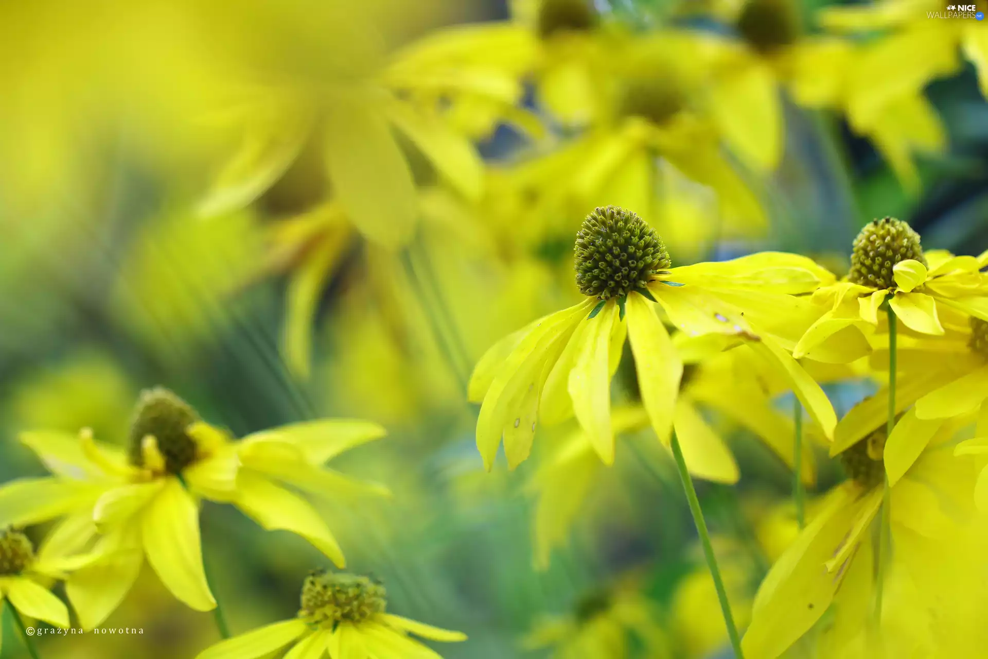 Flowers, Green-headed Coneflower, Yellow
