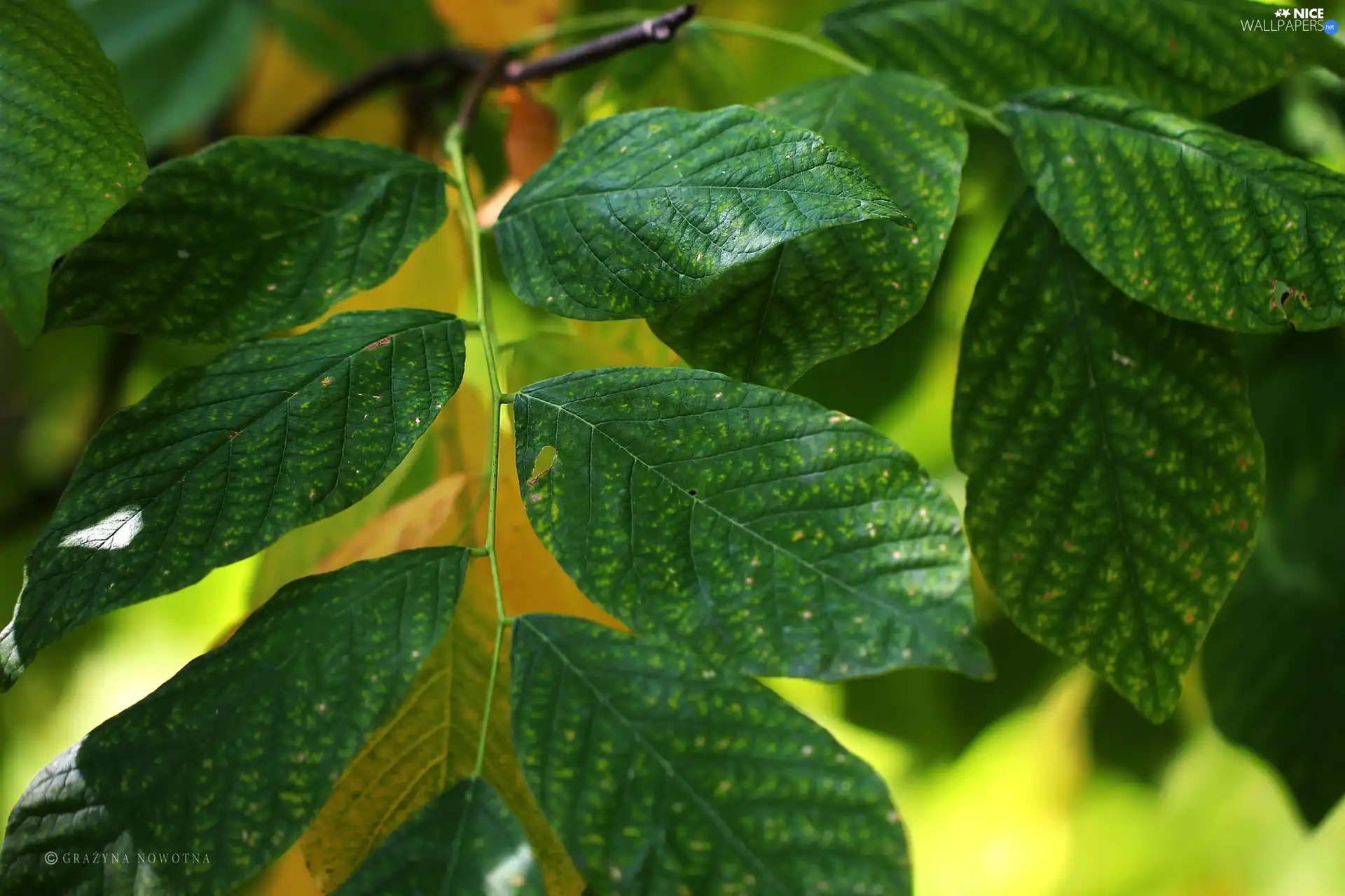 green ones, Leaf