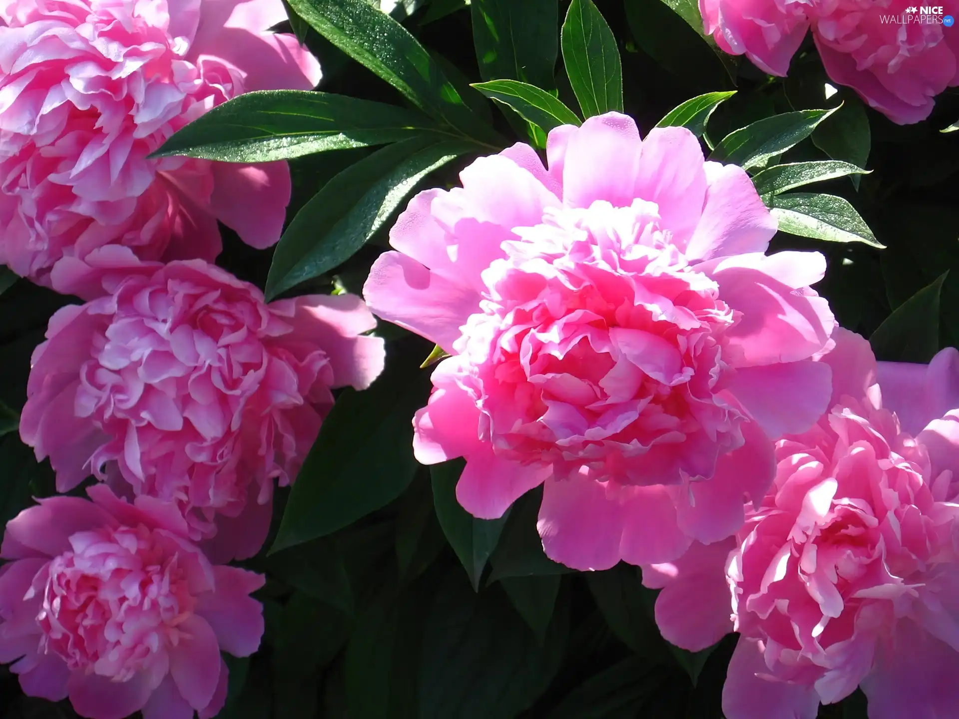 Leaf, Peonies, green ones