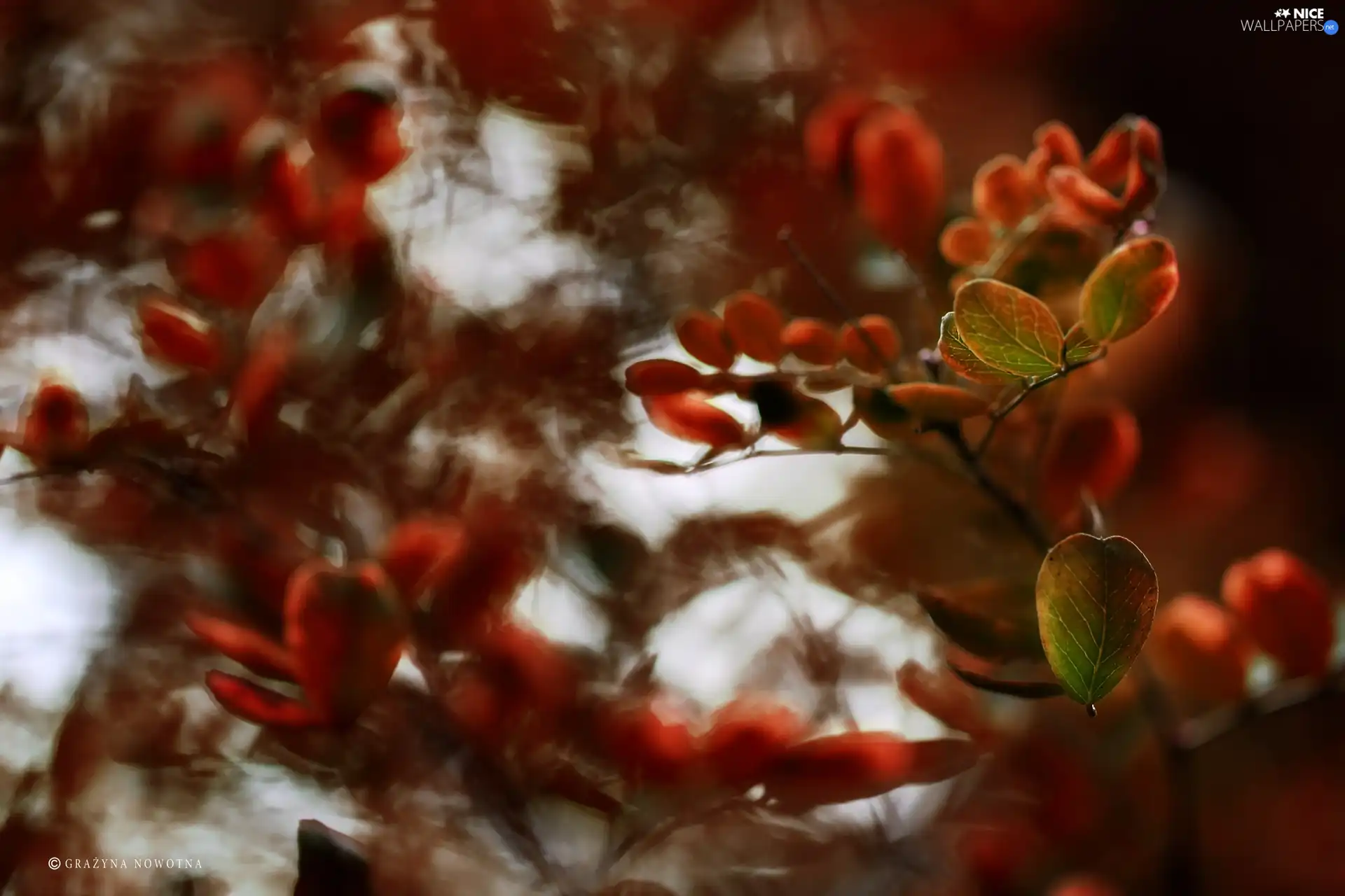 Leaf, Red, green ones