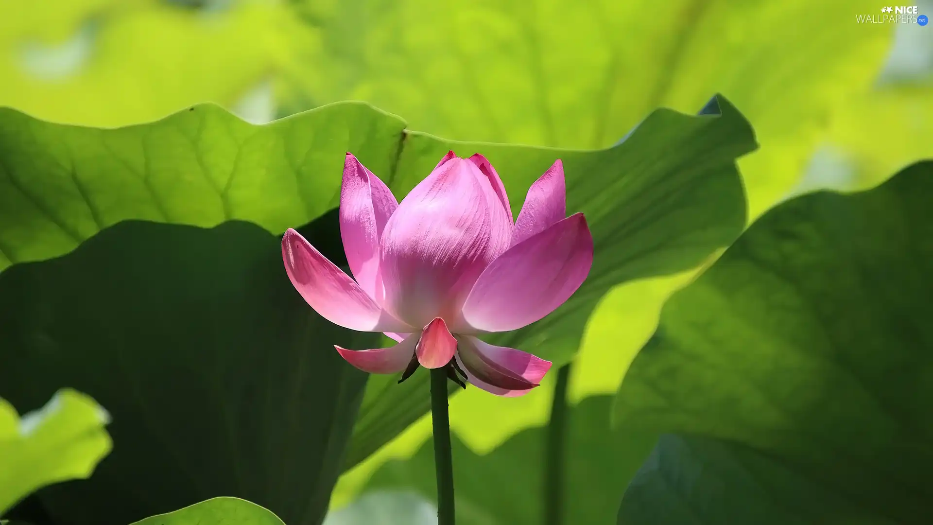 Colourfull Flowers, Leaf, green ones, lotus