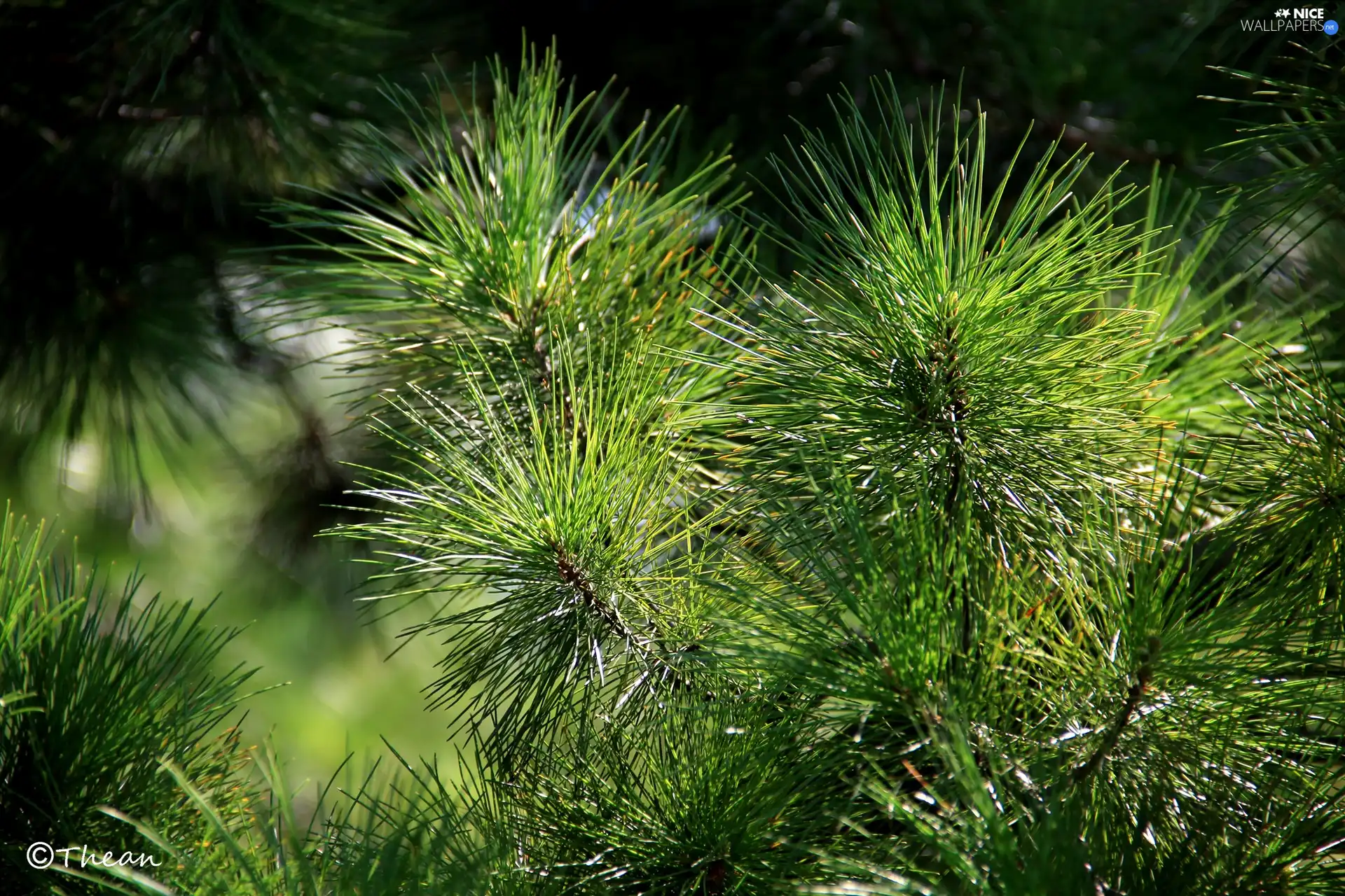 needle, pine, green ones