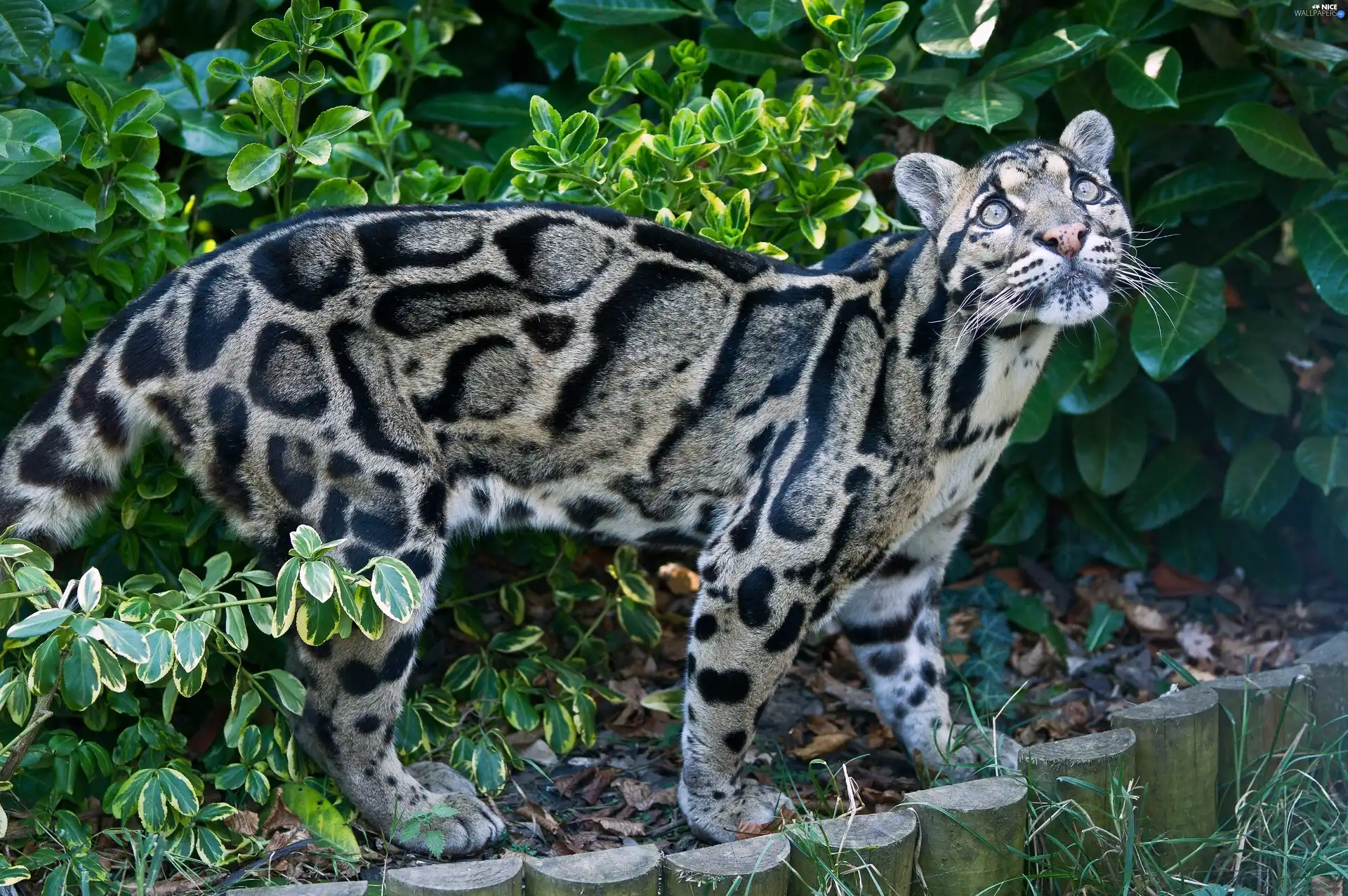 Panther, Misty