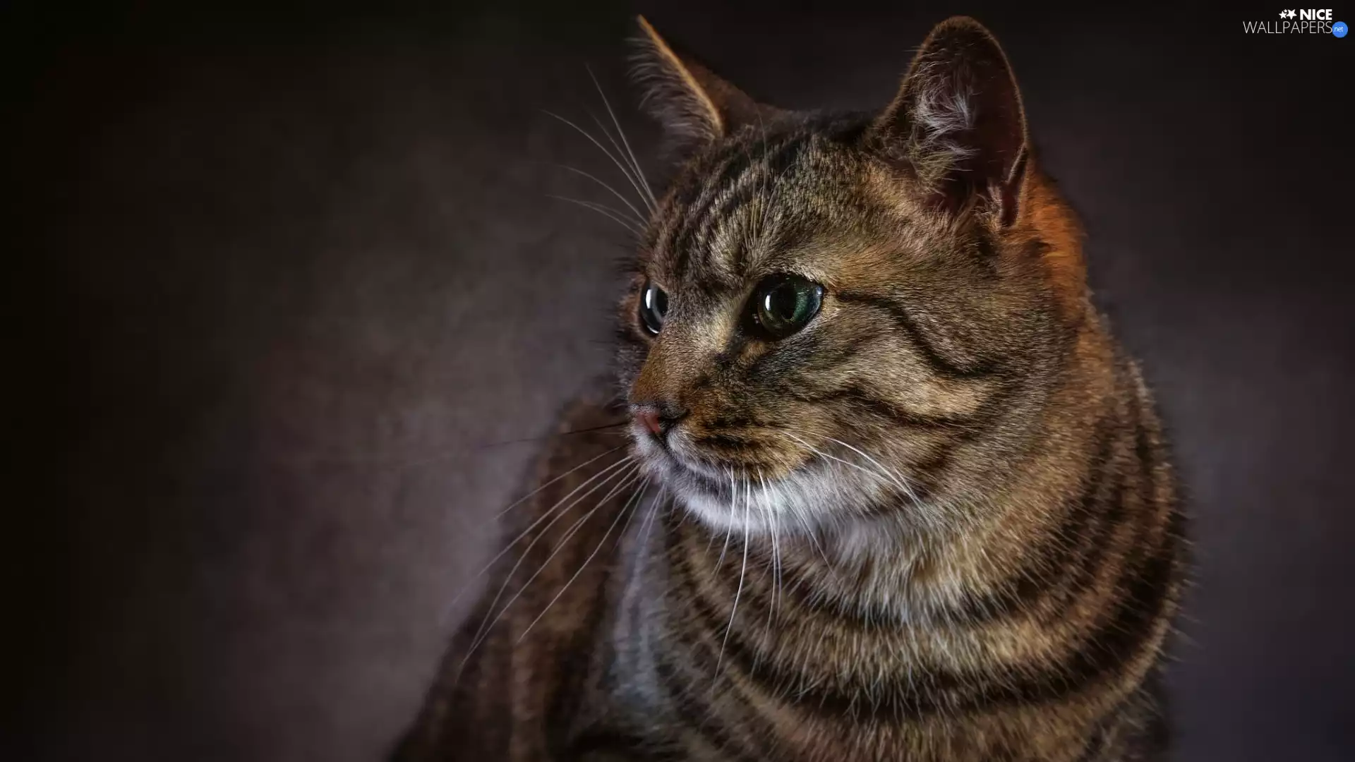 dun, green ones, Eyes, cat