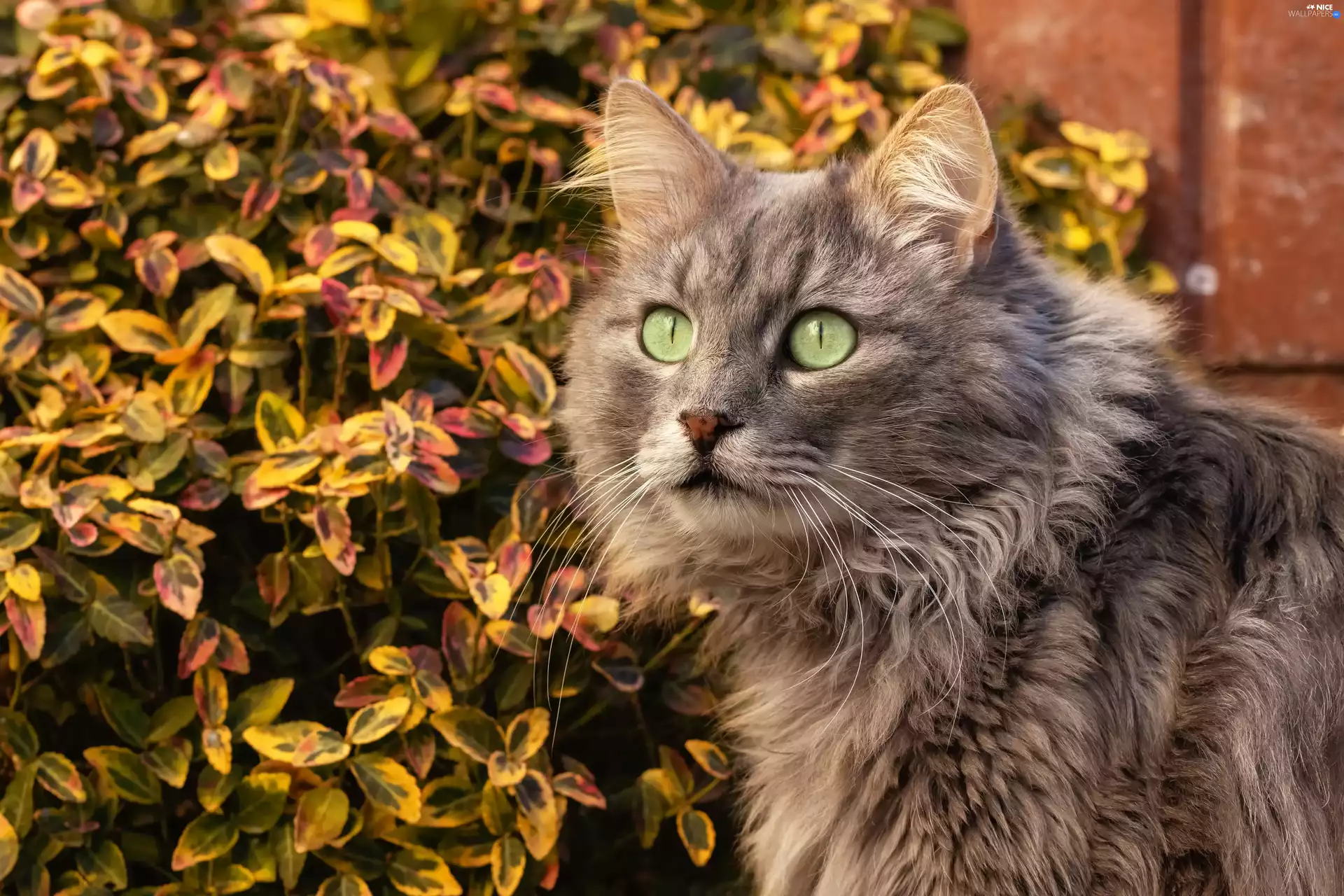 Longhaired, green ones, Eyes, cat