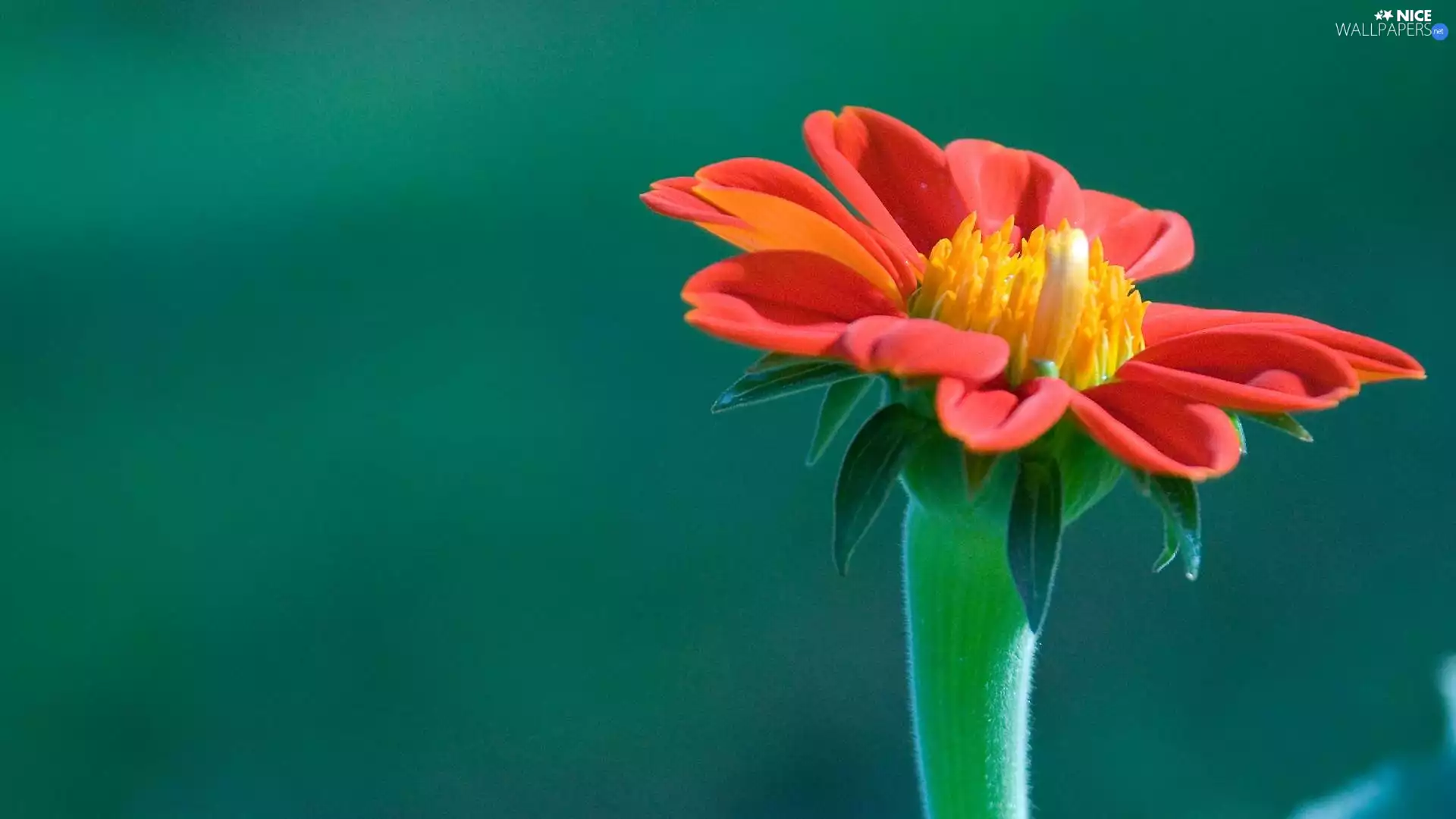 Red, green ones, background, Flower