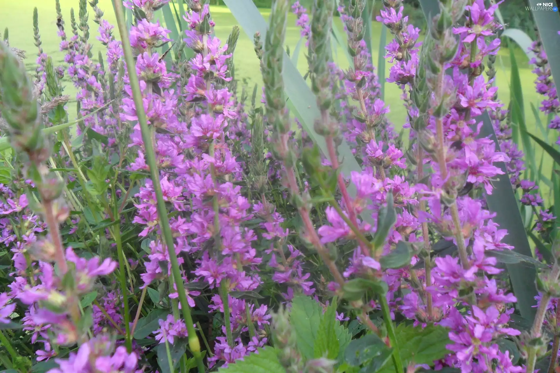 purple, green ones, Leaf, Flowers