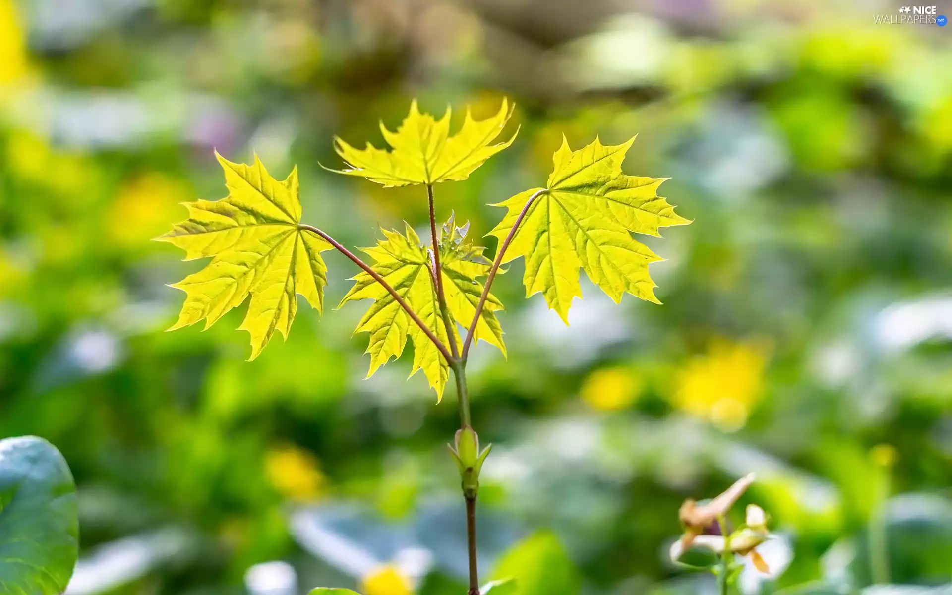 twig, green ones, Leaf, maple