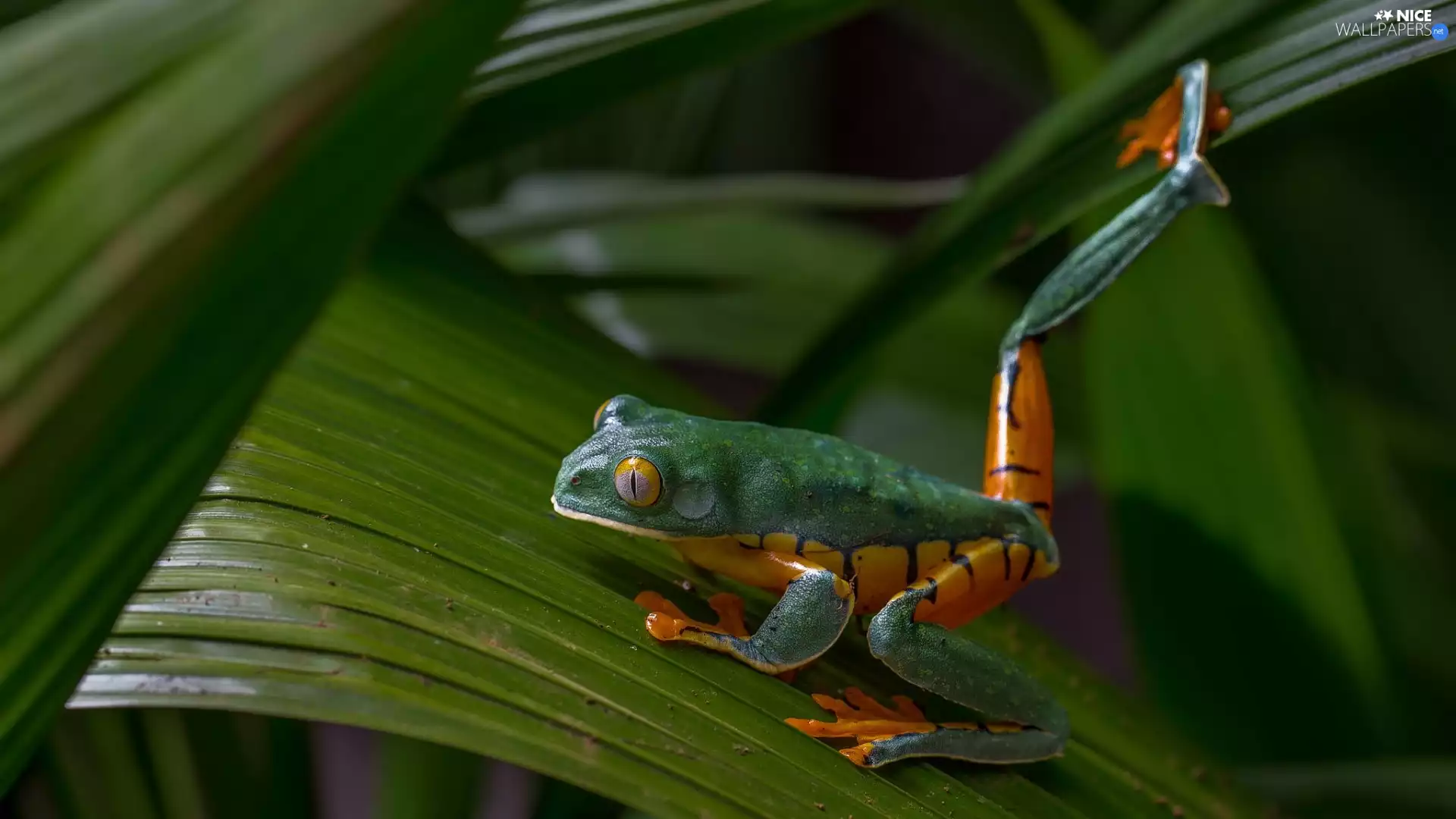 Leaf, Green-orange, strange frog