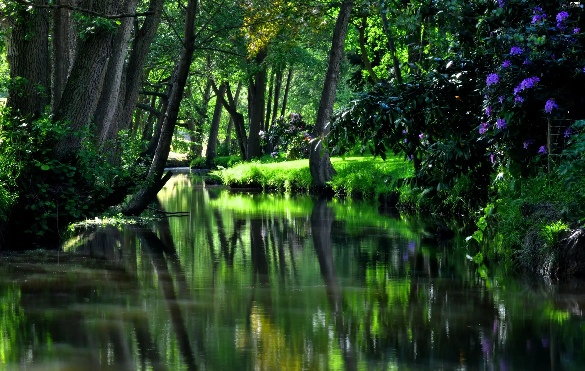 Park, Flowers, green, brook