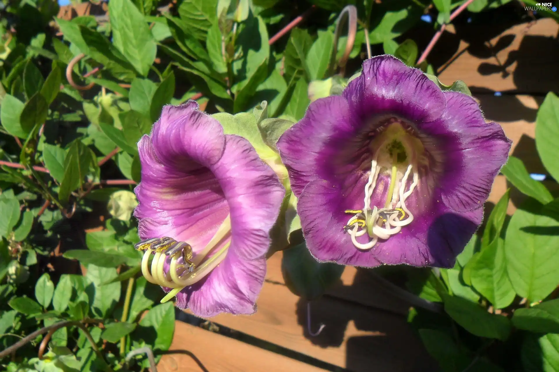 purple, Leaf, green, Flowers