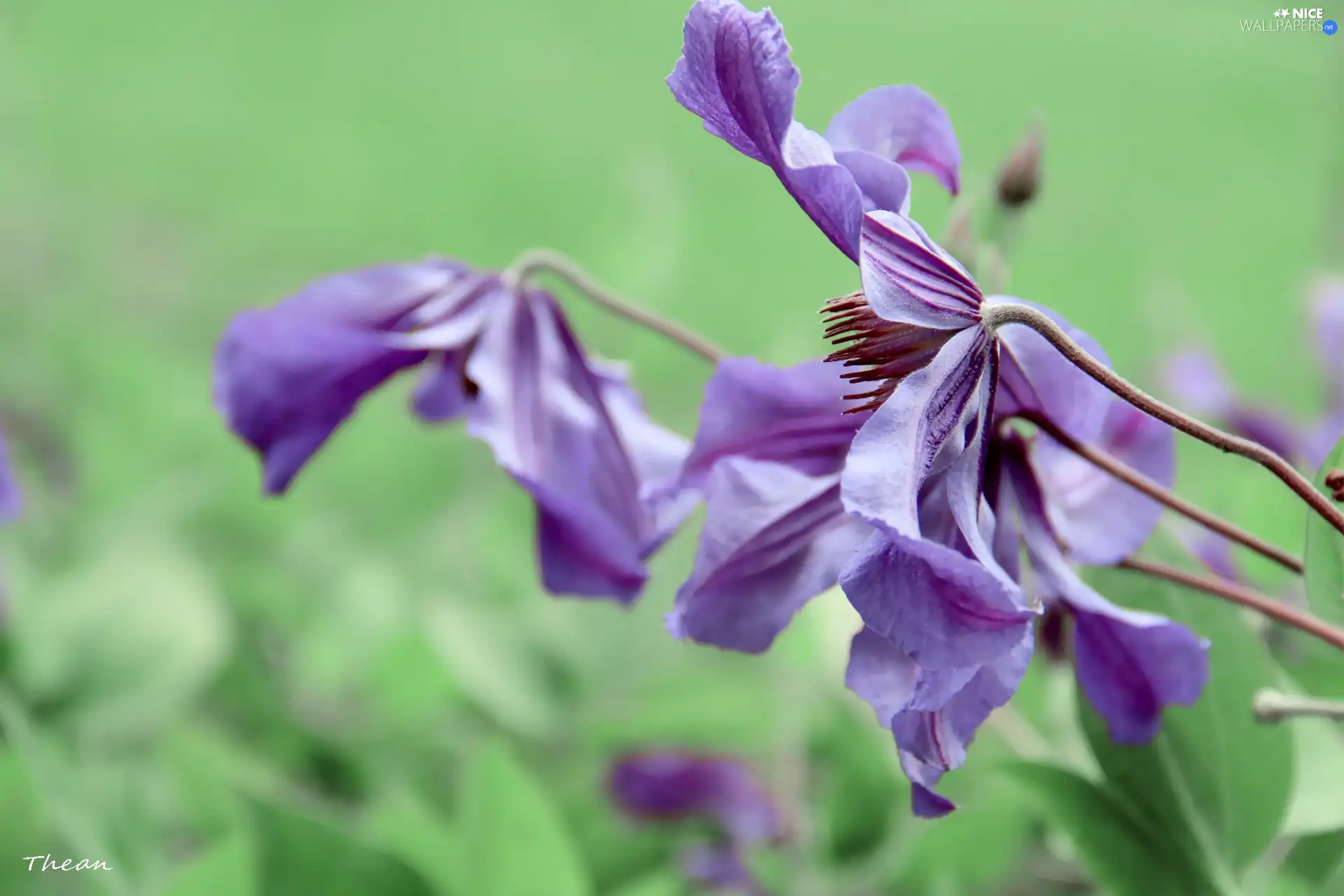 purple, mint, green, Flowers