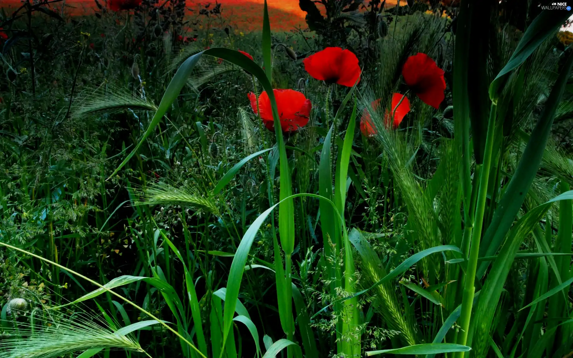 Red, Ears, green, papavers