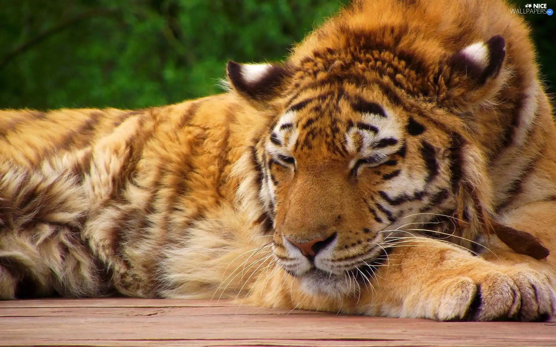 green, tiger, resting