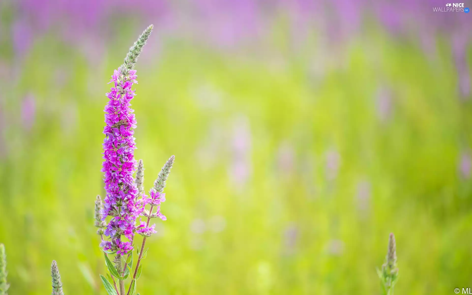 Pink, Lythrum Salicaria, Green Background, Colourfull Flowers