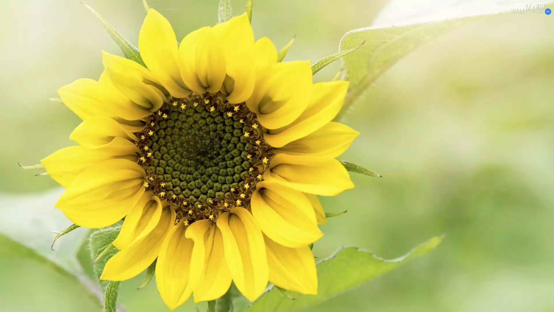 Colourfull Flowers, rapprochement, Green Background, Sunflower