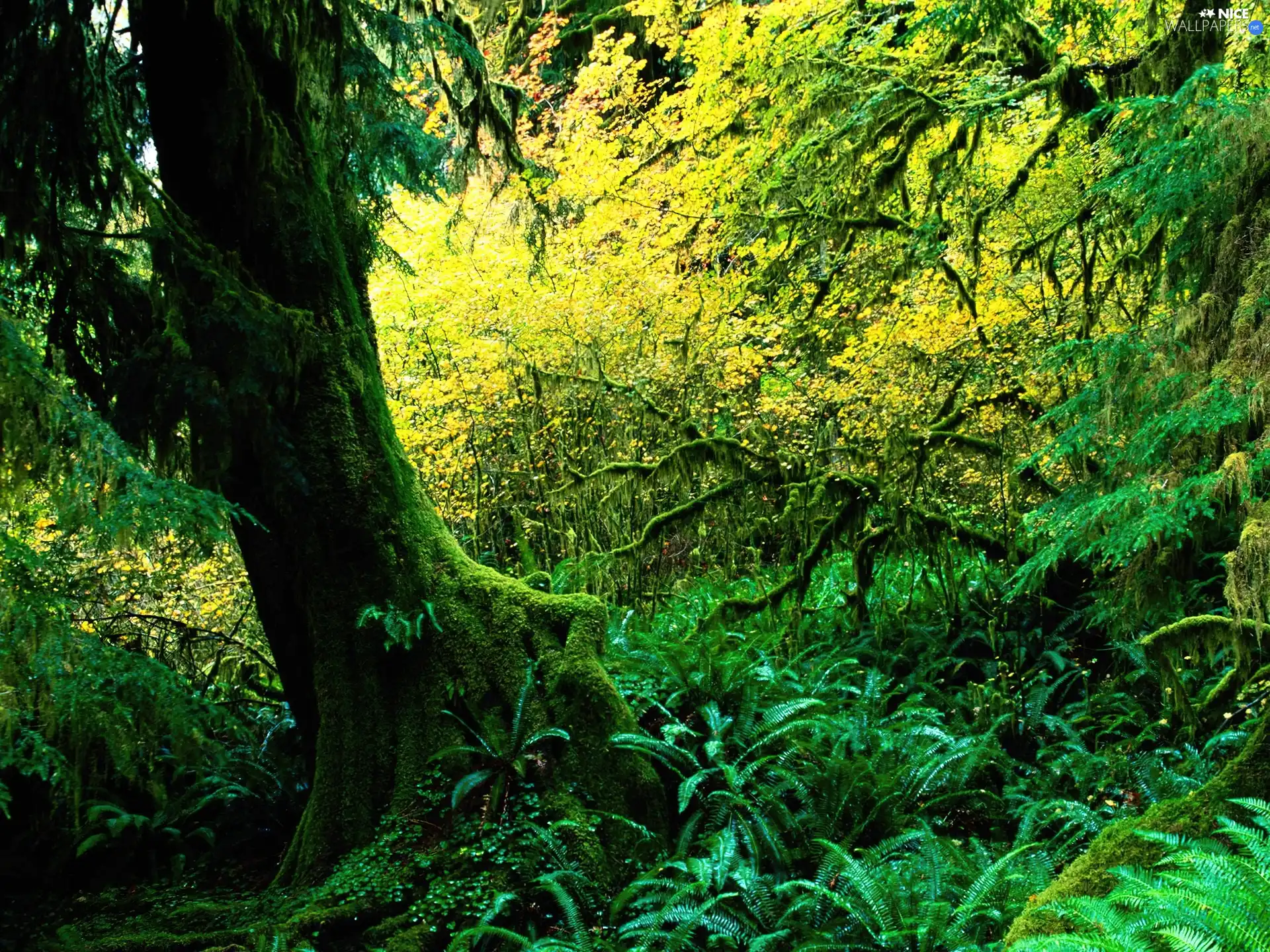 green, forest, trees