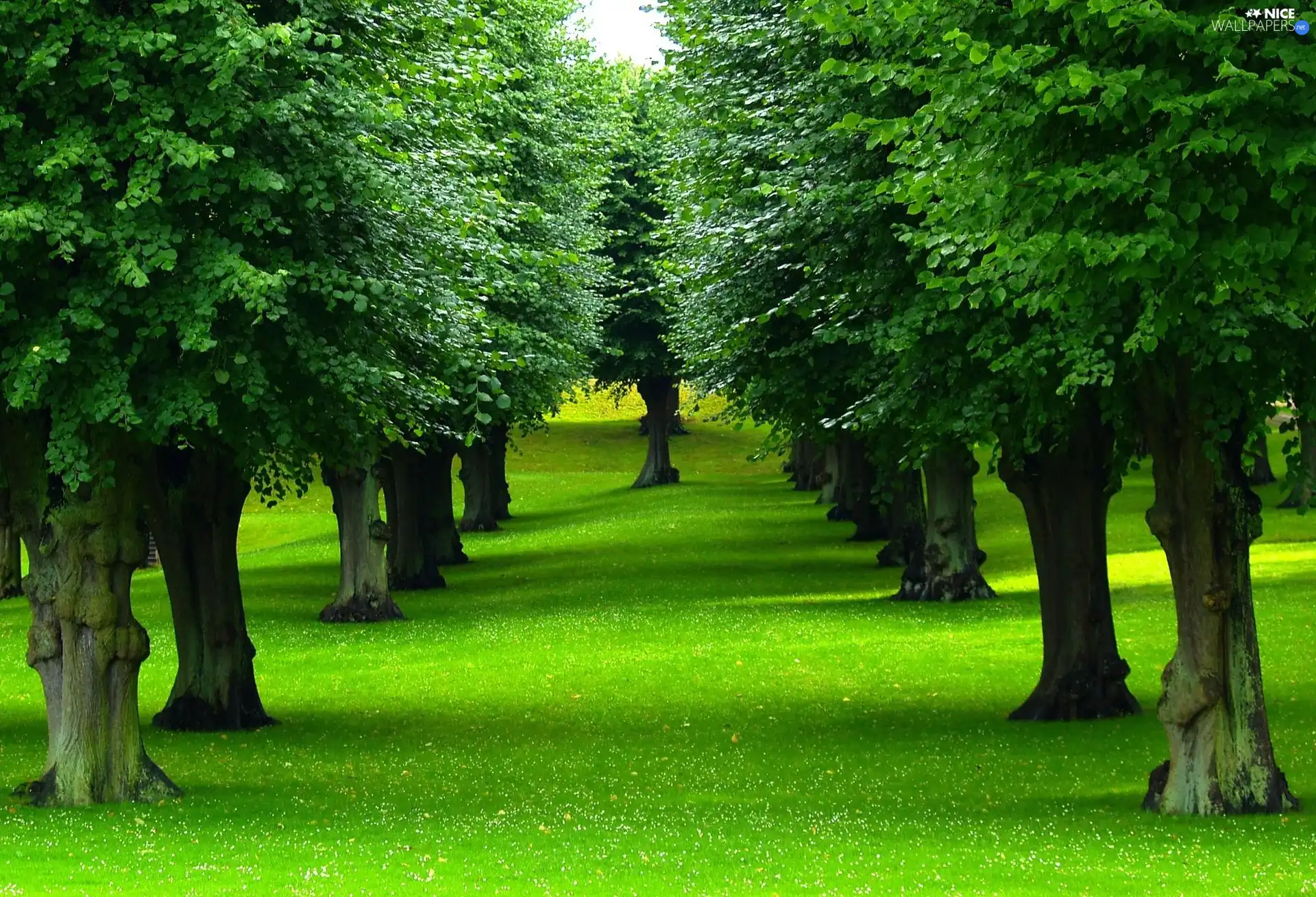 trees, grass, green, viewes