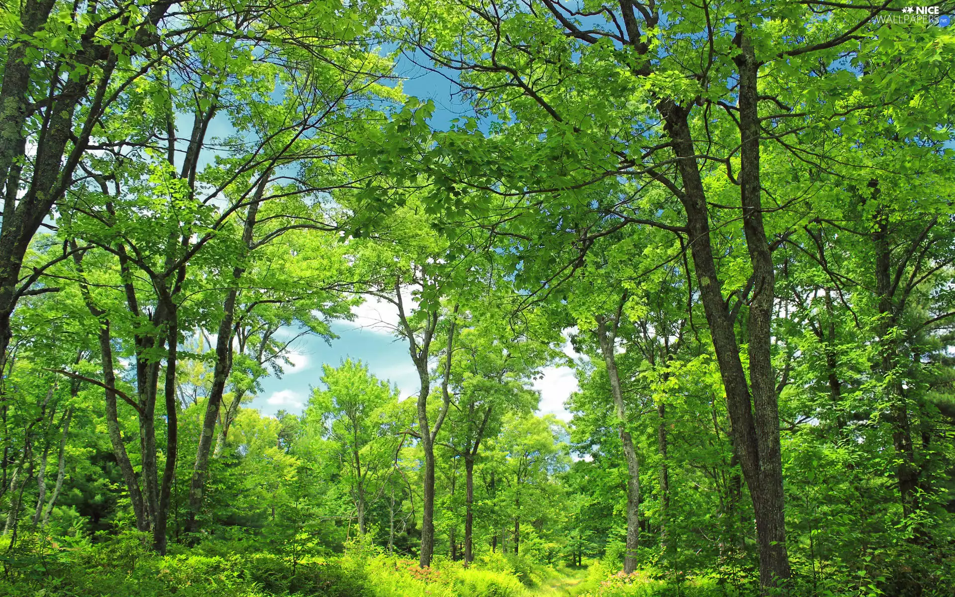Leaf, forest, viewes, green ones, trees