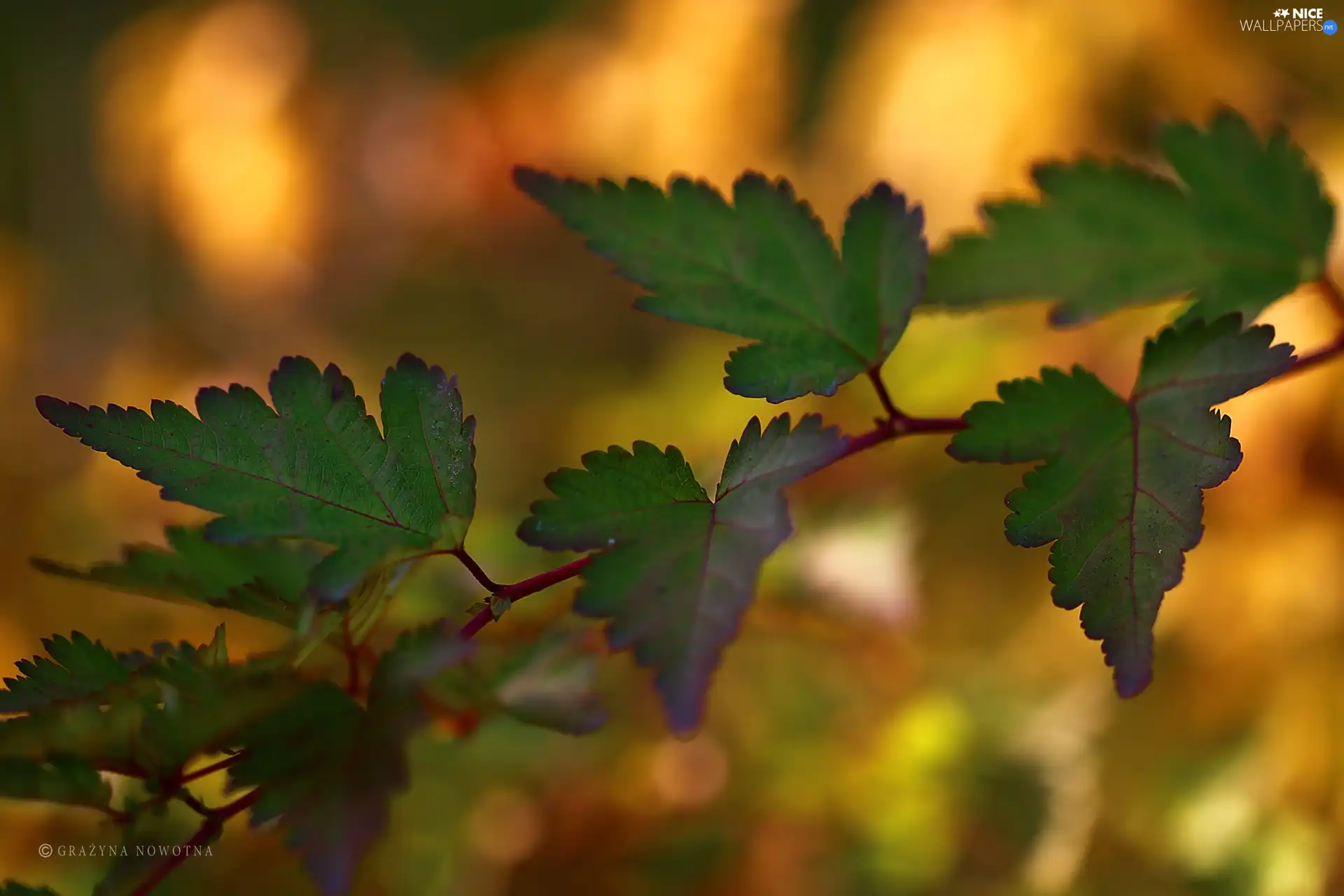 twig, Leaf, green ones