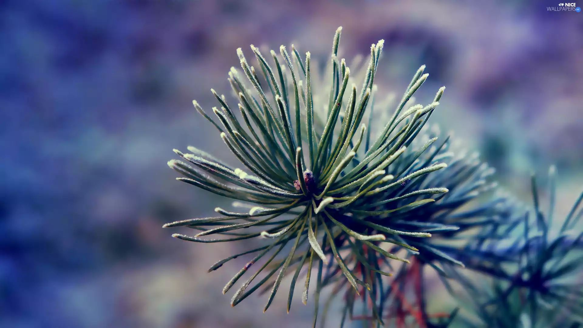 needle, rapprochement, pine, green ones, twig