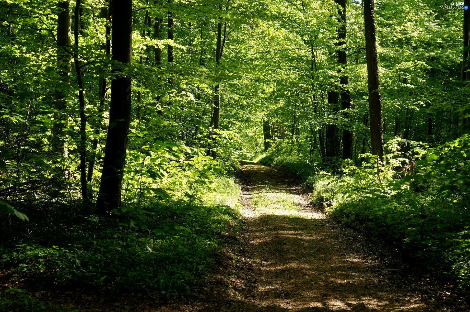 green, forest, Way