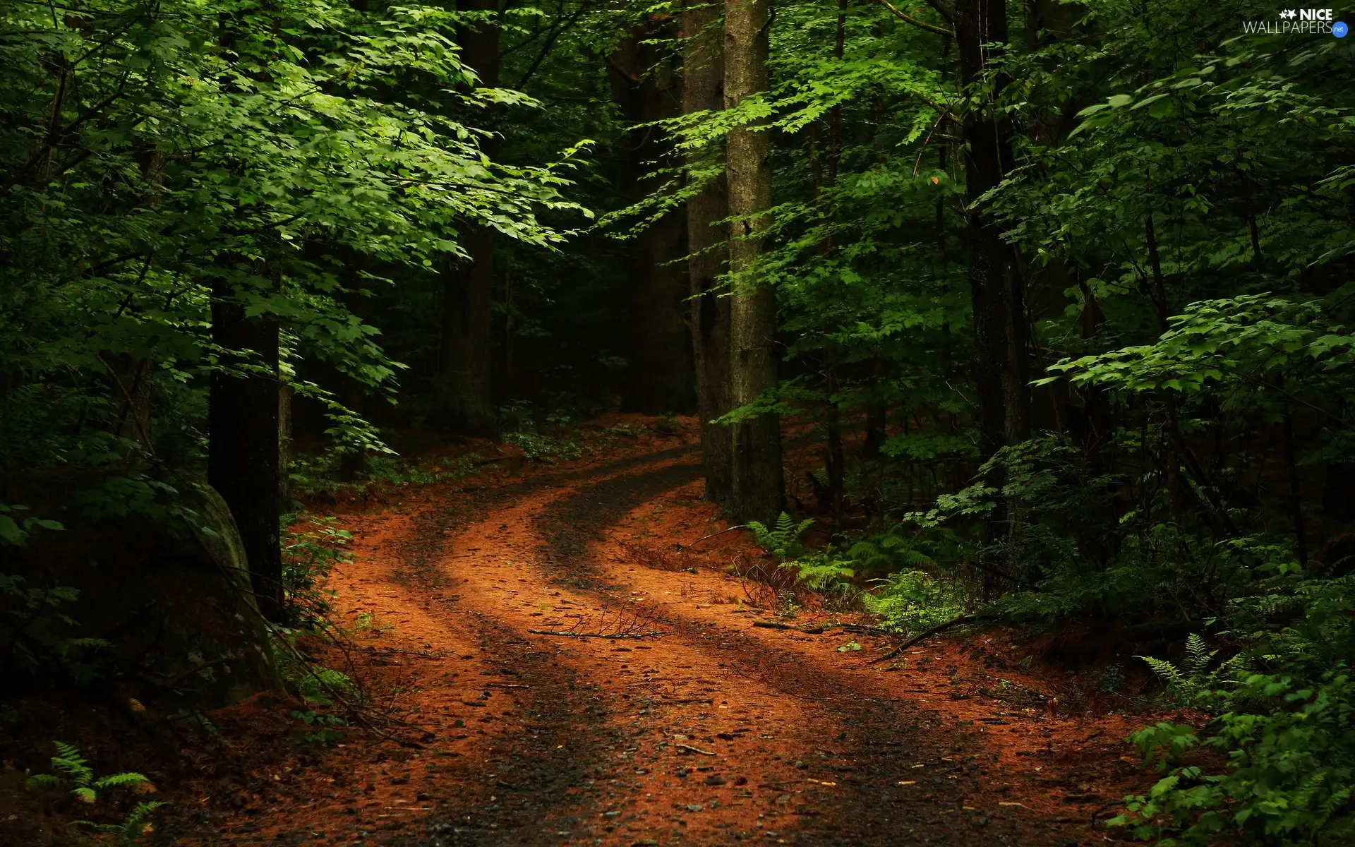 green, forest, Way