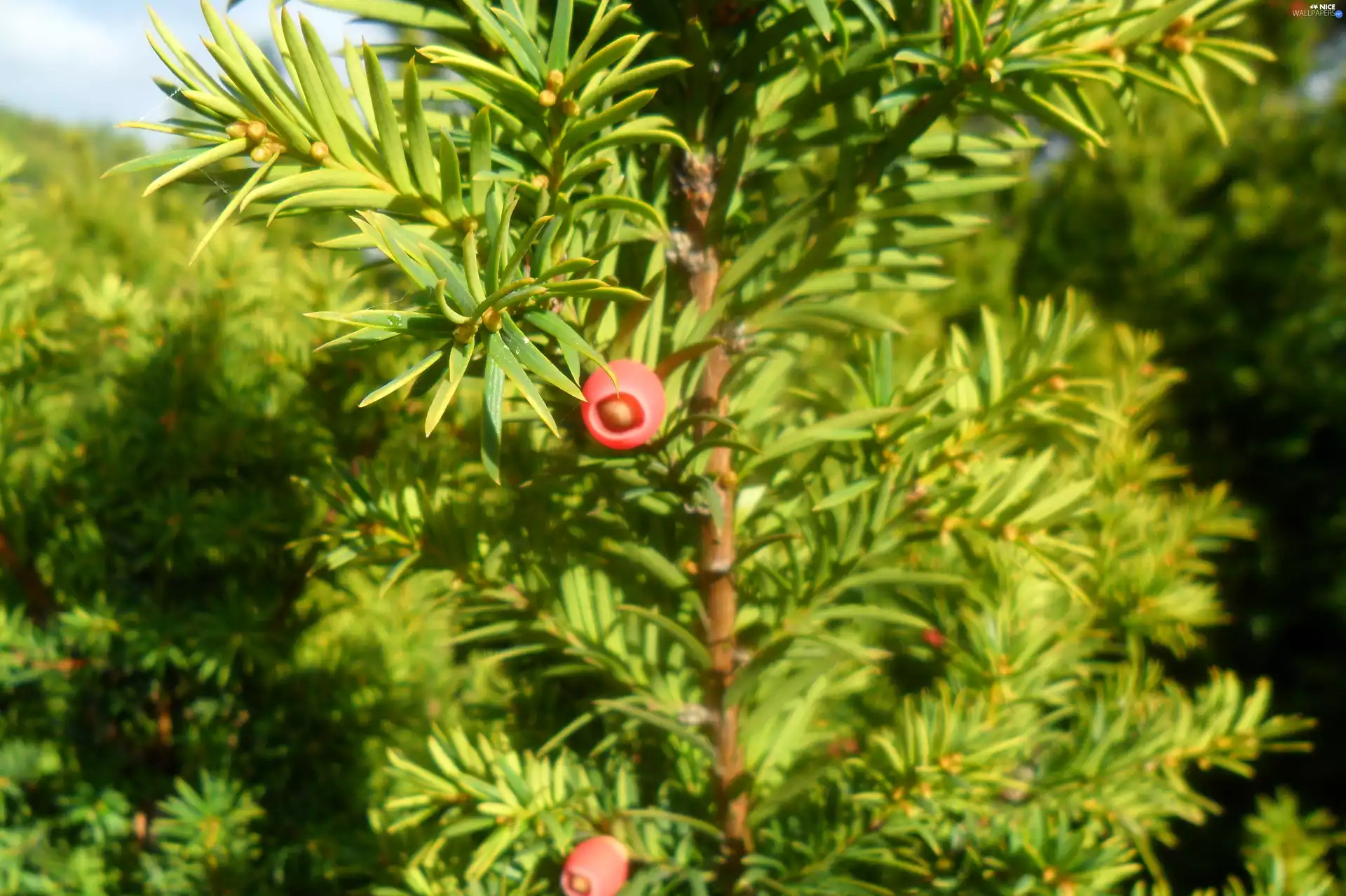 green, Red, yew
