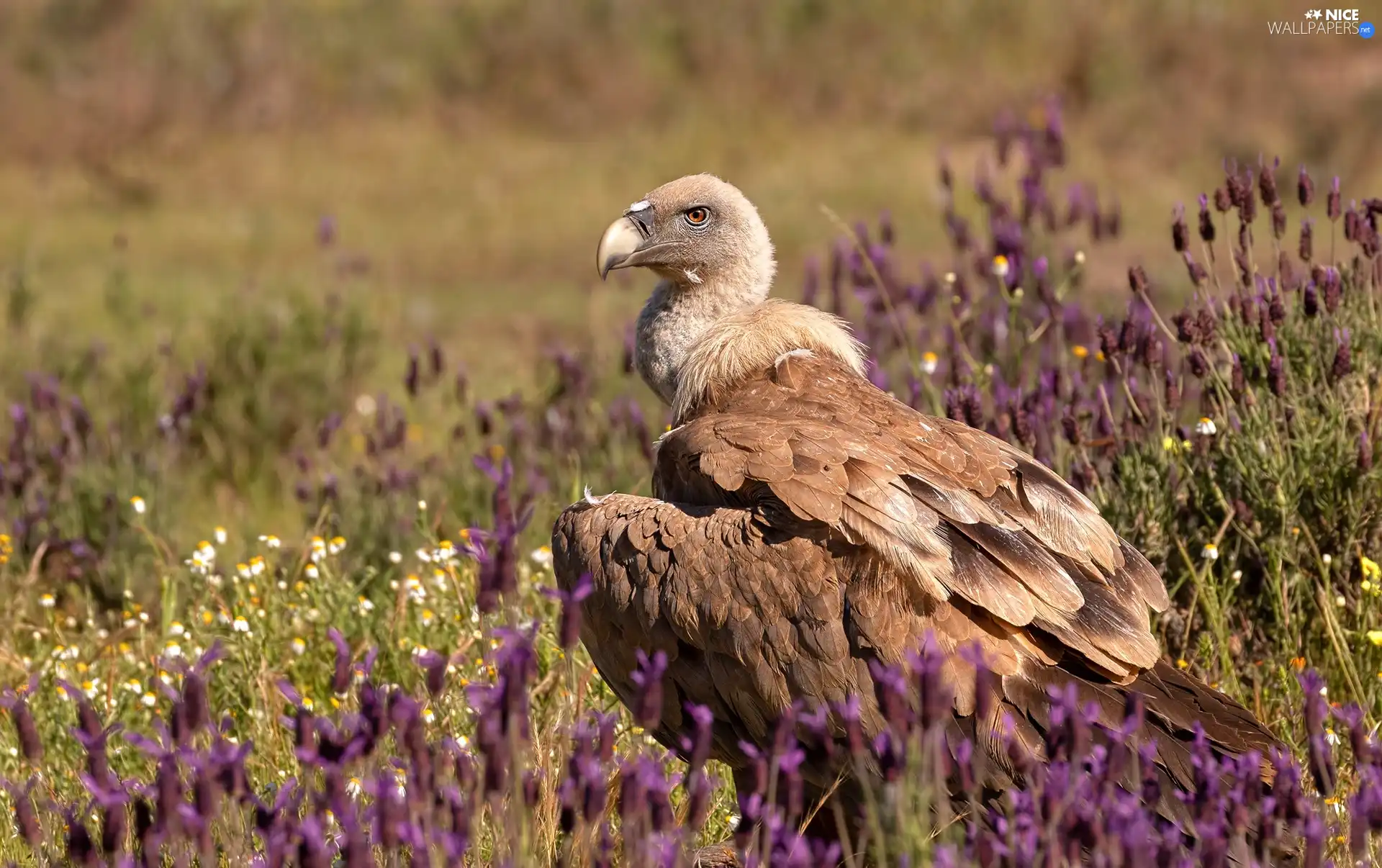 Bird, Meadow, Flowers, griffon