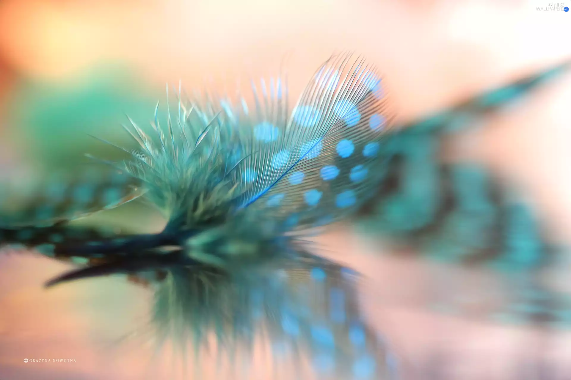 feather, Guinea Fowl, Close, Blue