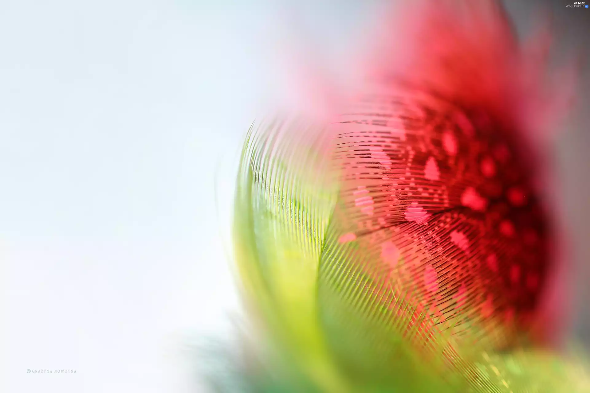 color, Guinea Fowls, Close, pen