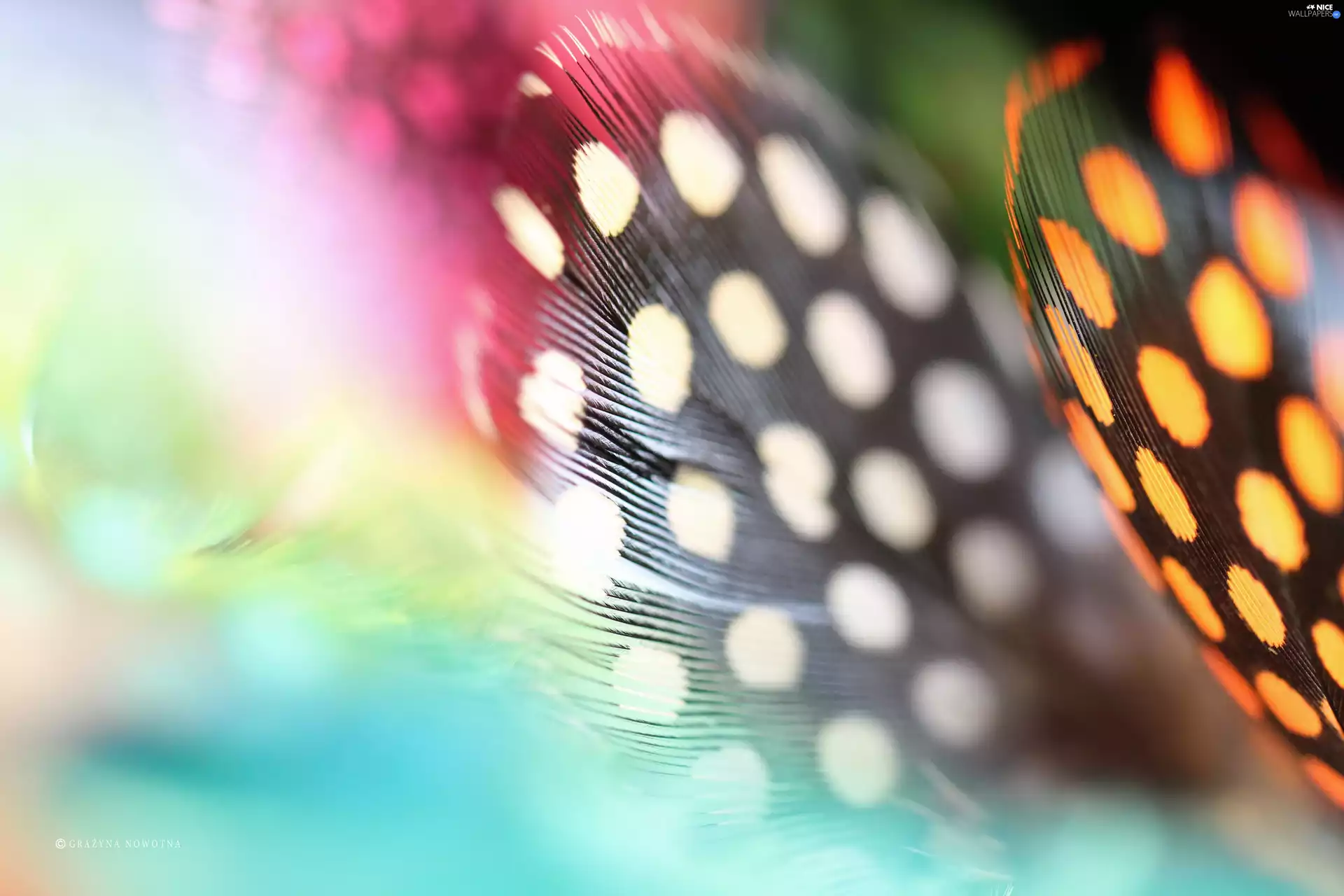 color, Guinea Fowls, Close, pen