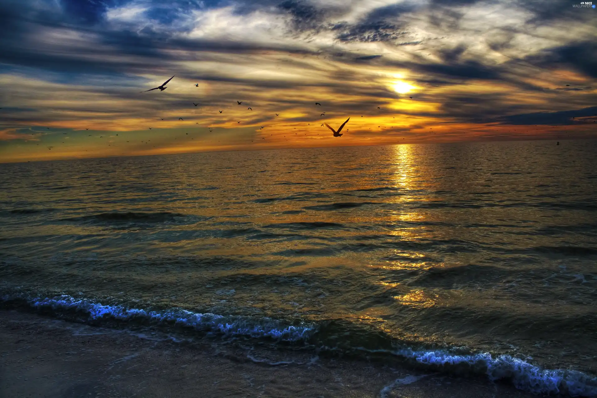 gulls, sea, Waves