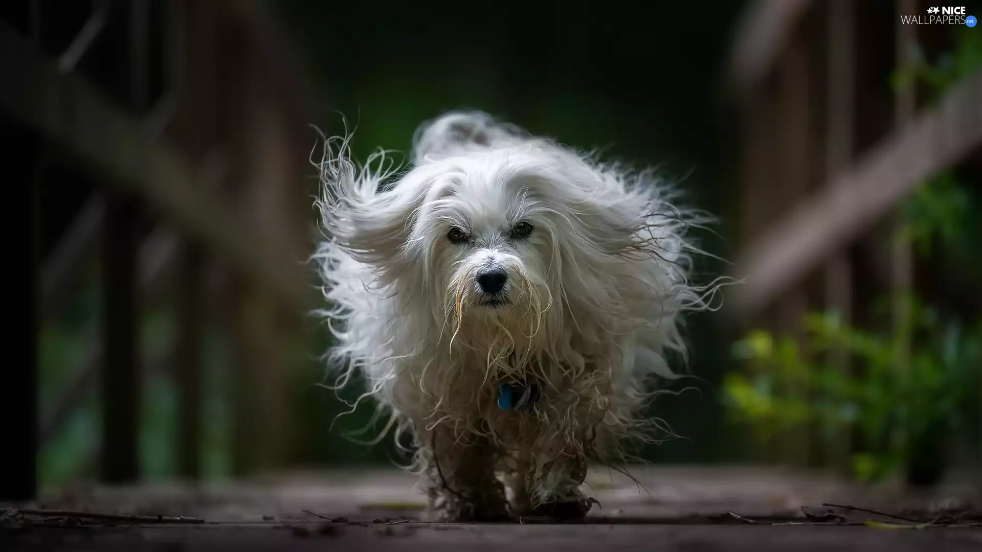 hair, running, Havanese