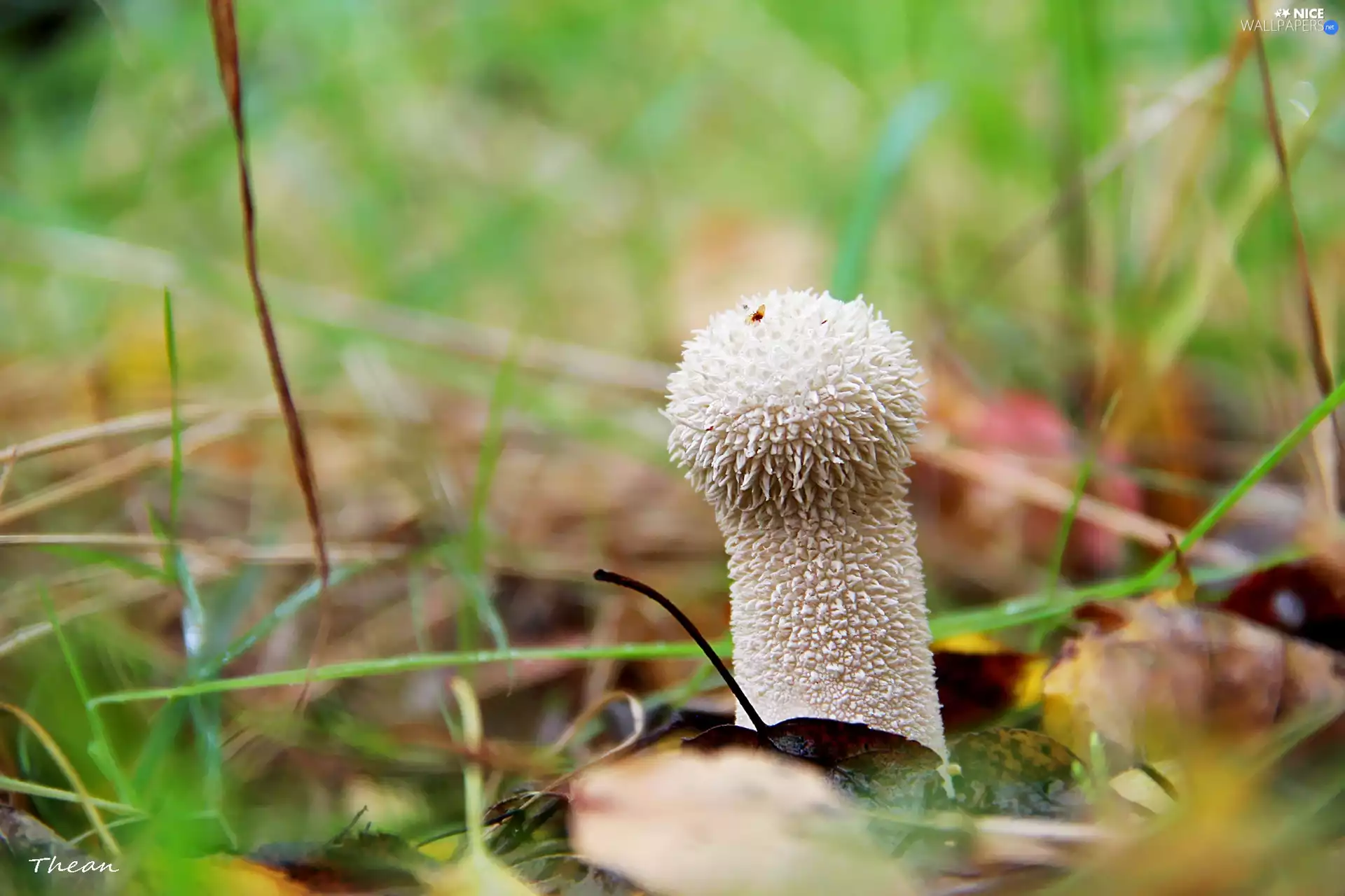 White, mushroom, grass, hairy
