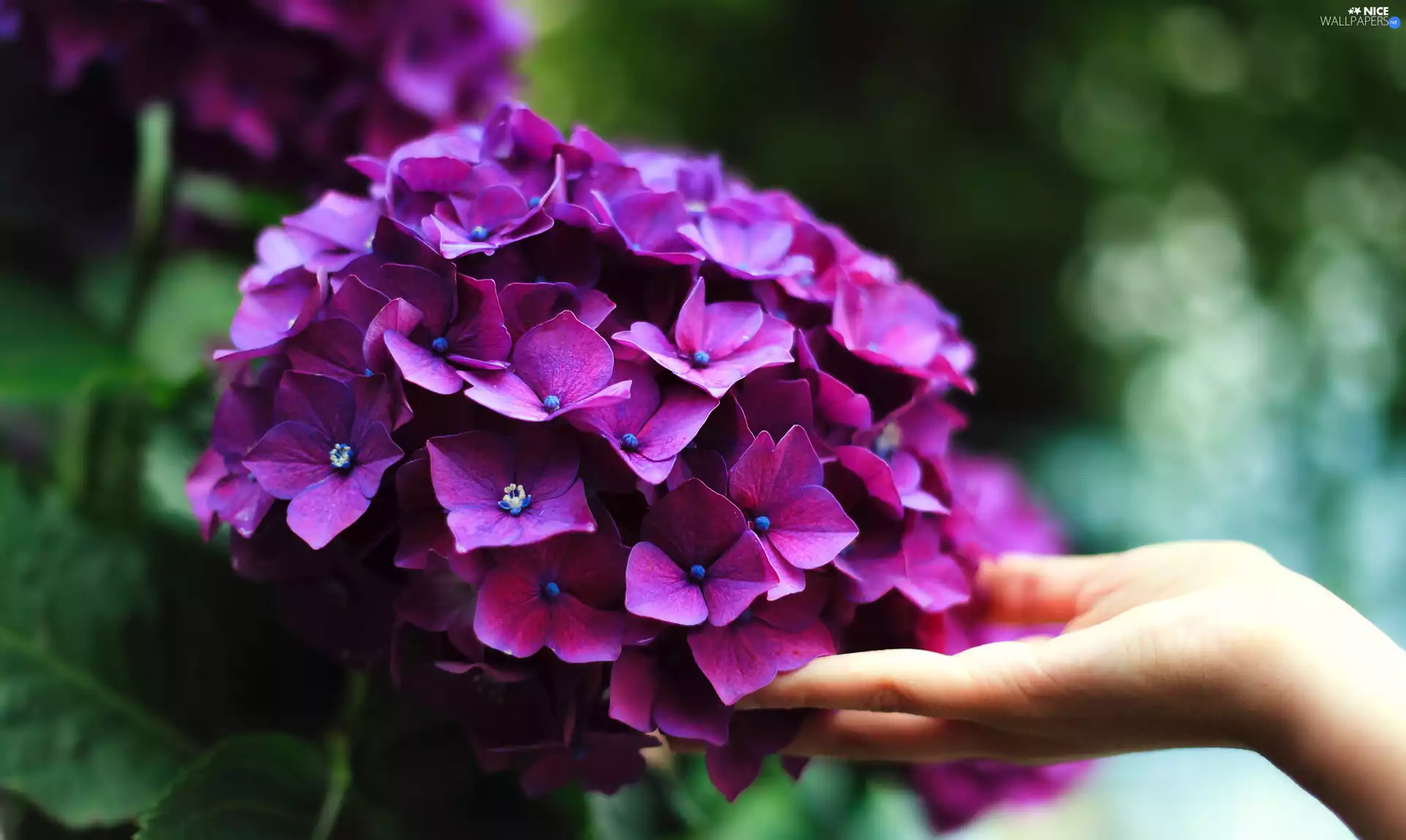 hand, Violet, hydrangea